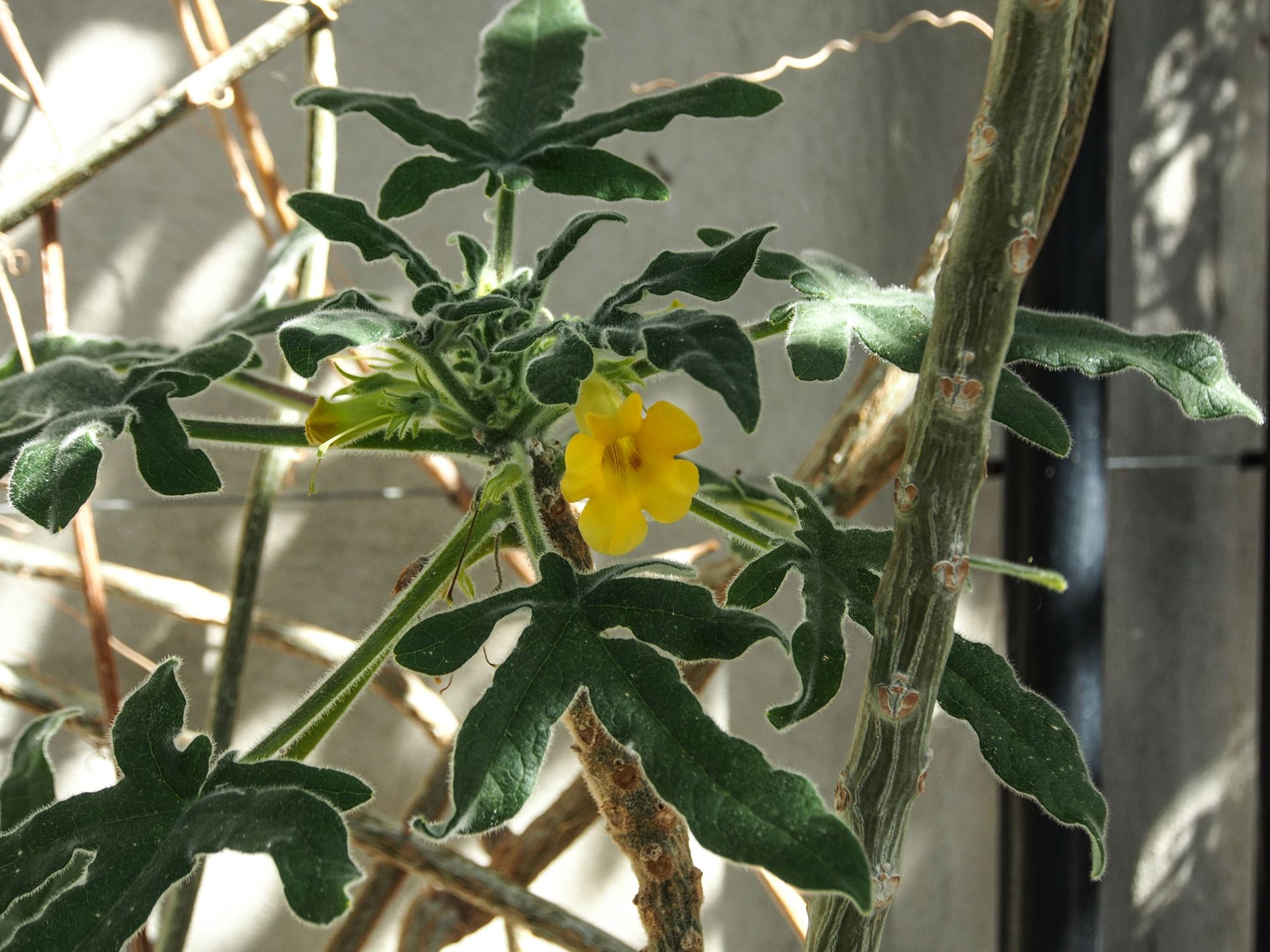 Image of Uncarina roeoesliana
