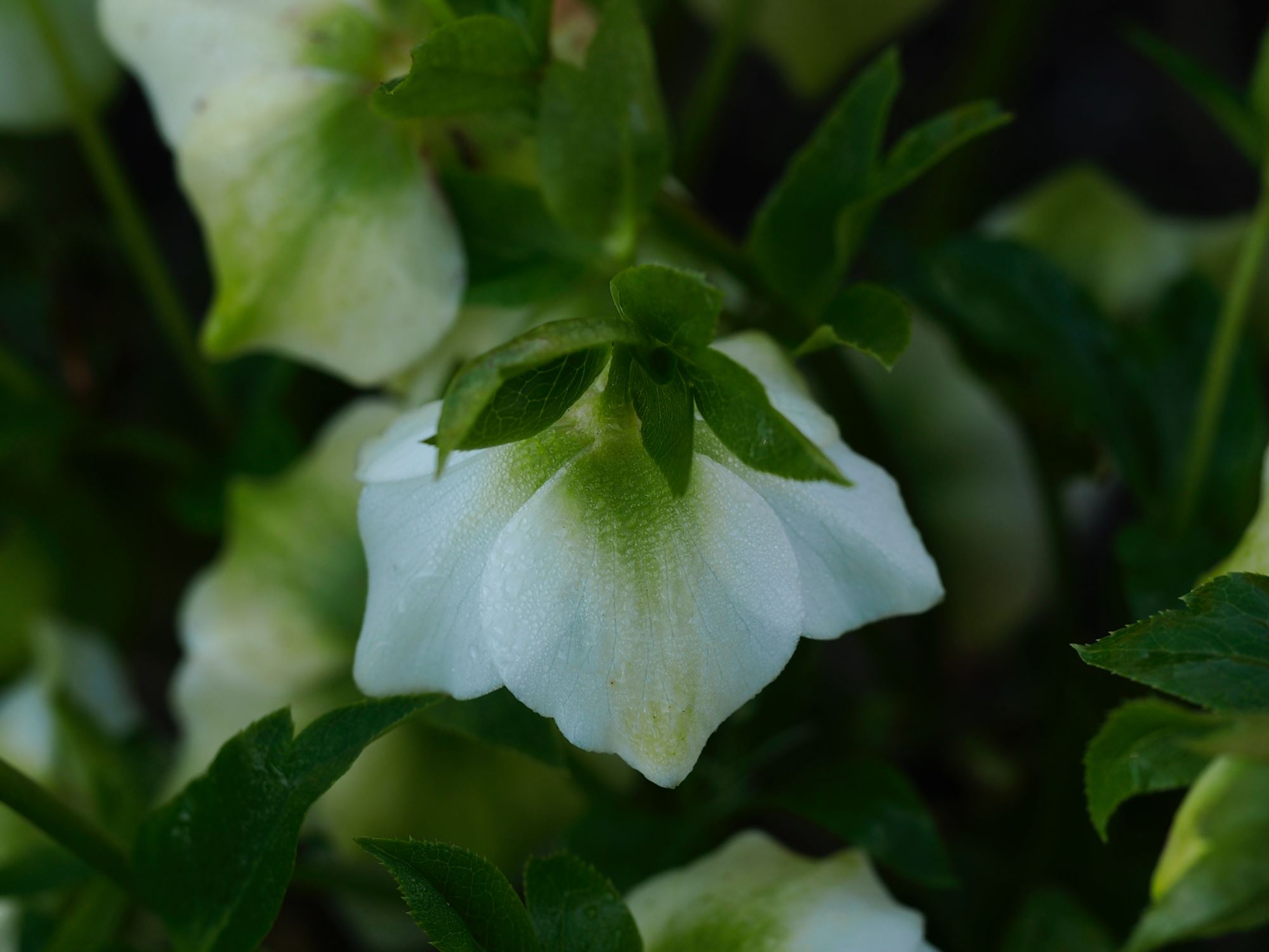 Image of Helleborus Ã— hybridus 'White Lady Spotted'