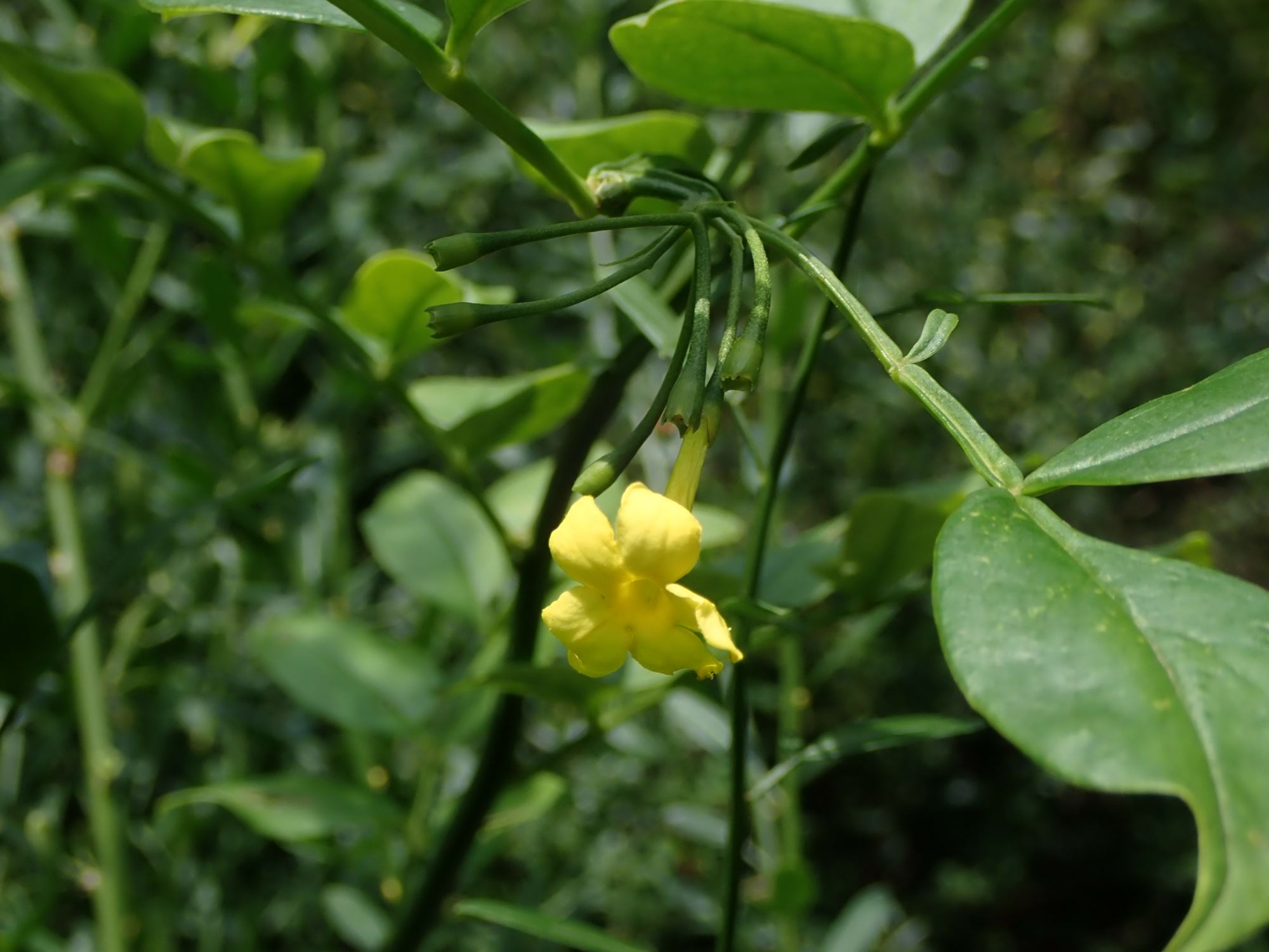Image of Jasminum humile var. revolutum