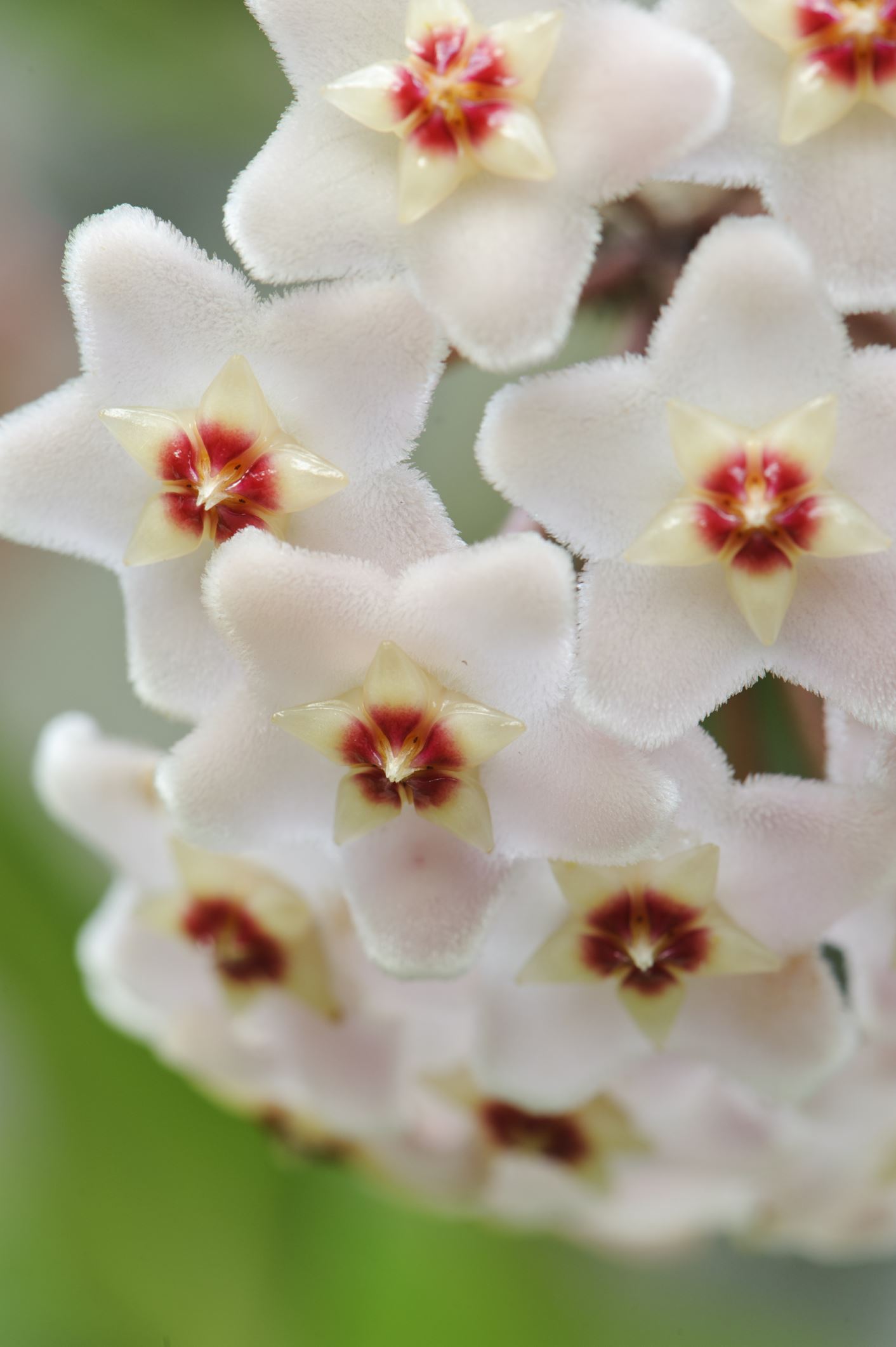 Image of Hoya carnosa