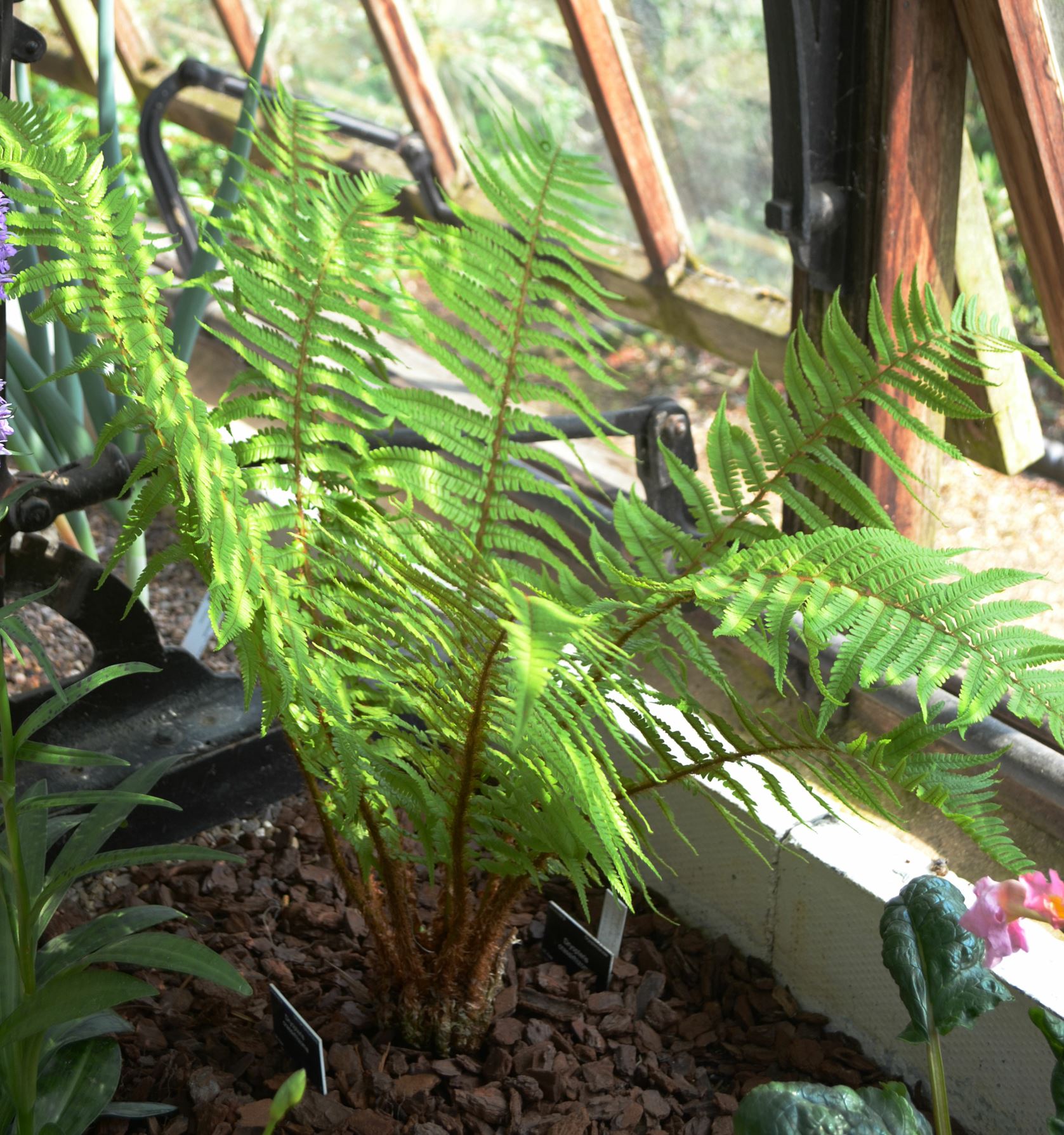 Image of Dryopteris crassirhizoma