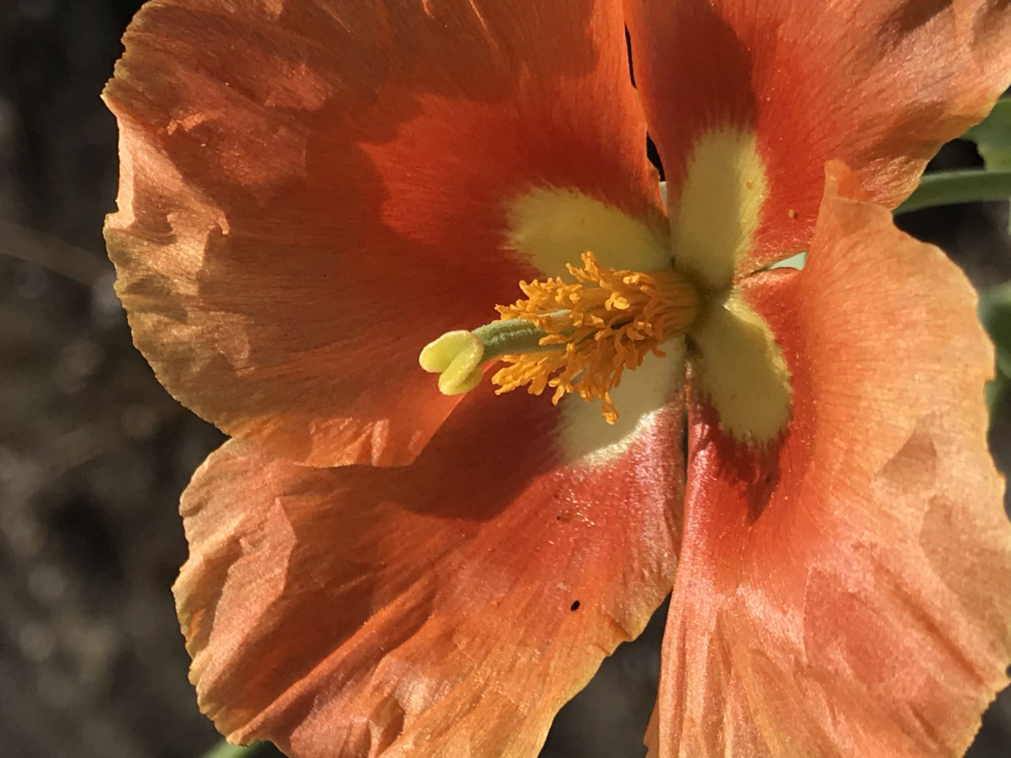 Image of Glaucium flavum