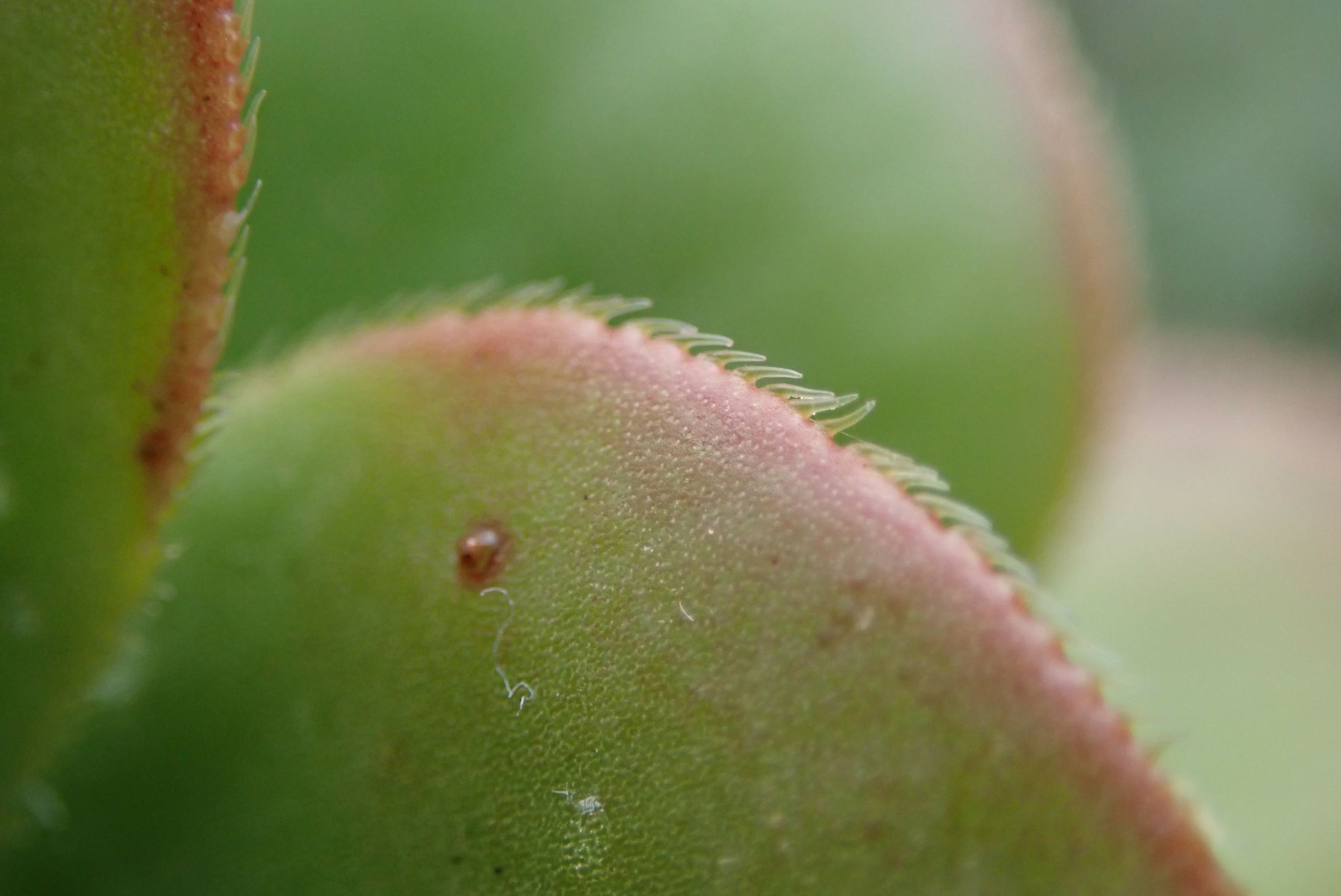 Image of Aeonium gomerense