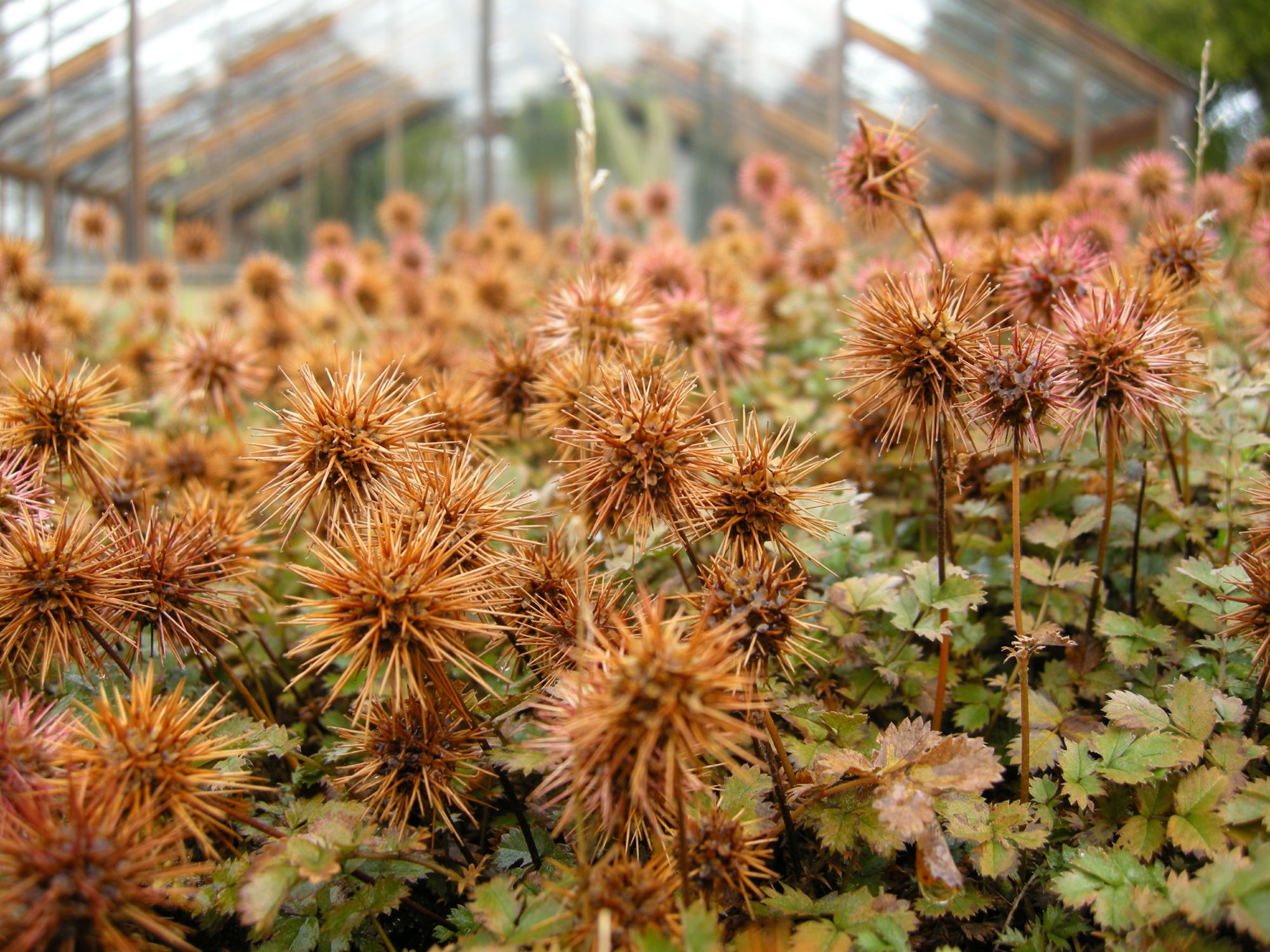 Image of Acaena inermis