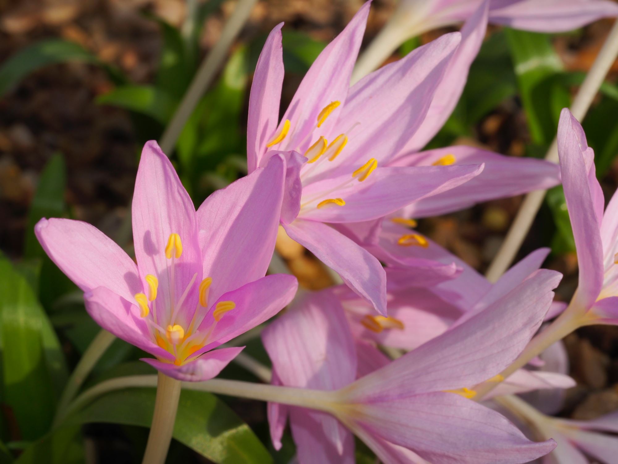 Image of Colchicum baytopiorum