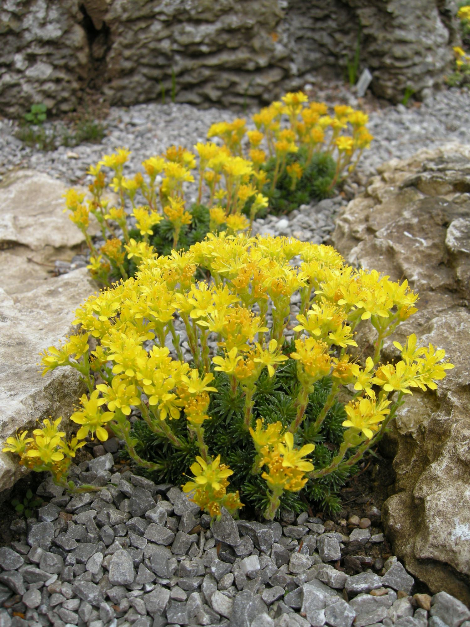 Image of Saxifraga Ã— eudoxiana 'Haagii'
