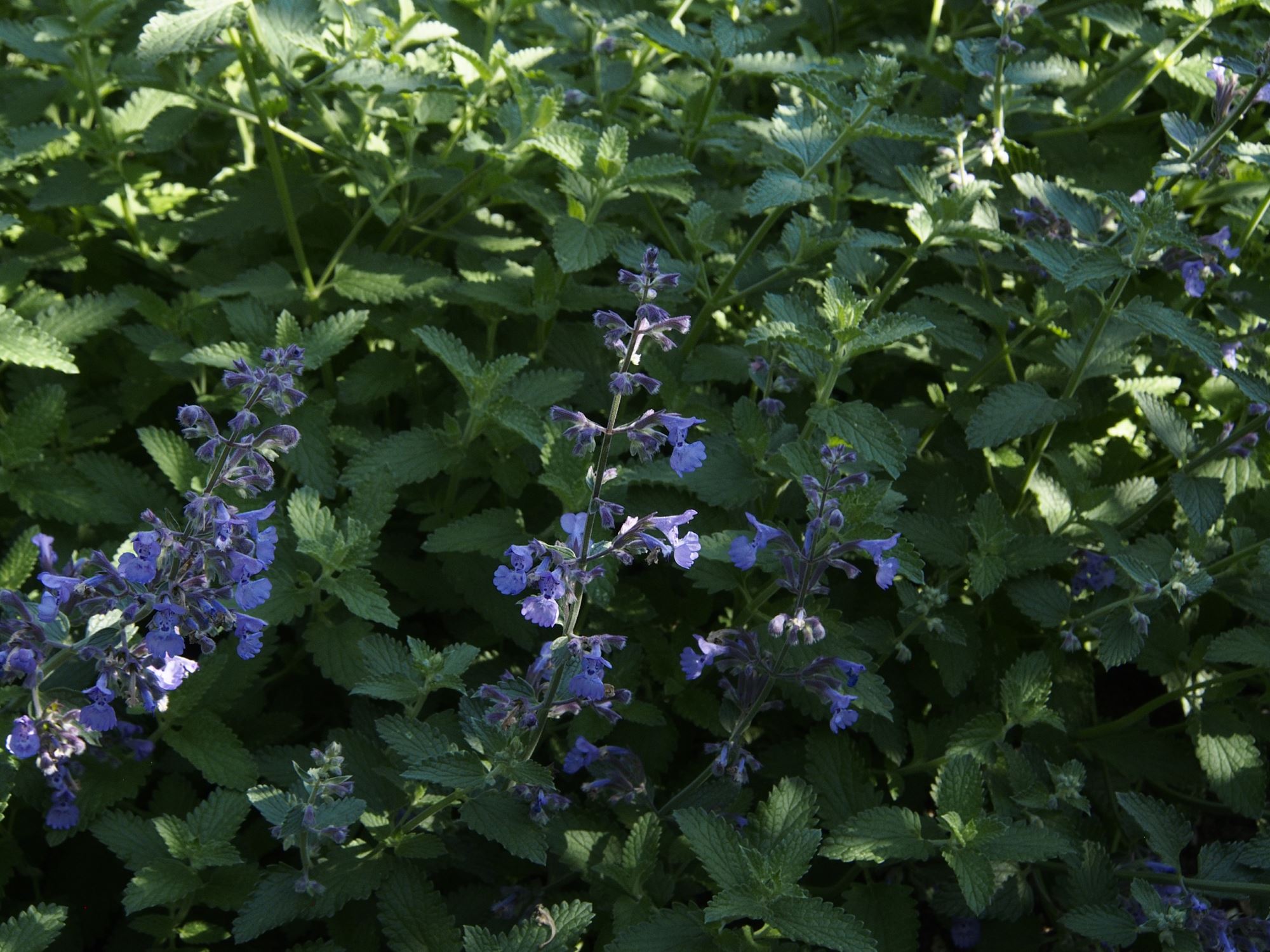 Image of Nepeta racemosa 'Walker's Low'