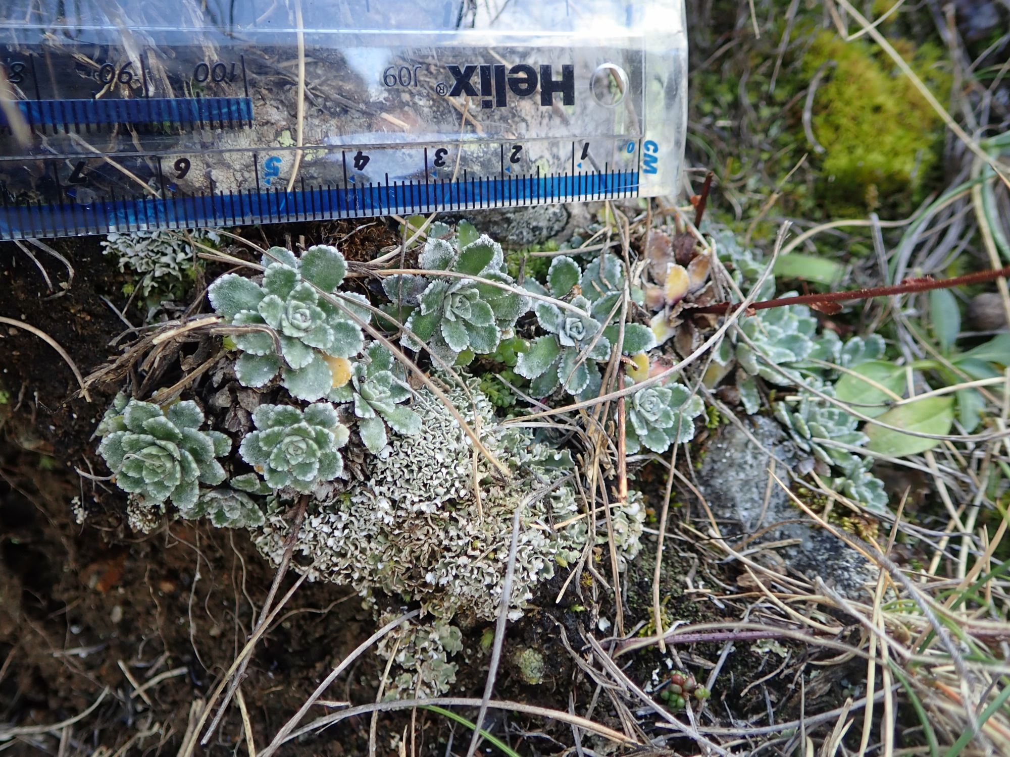 Image of Saxifraga paniculata