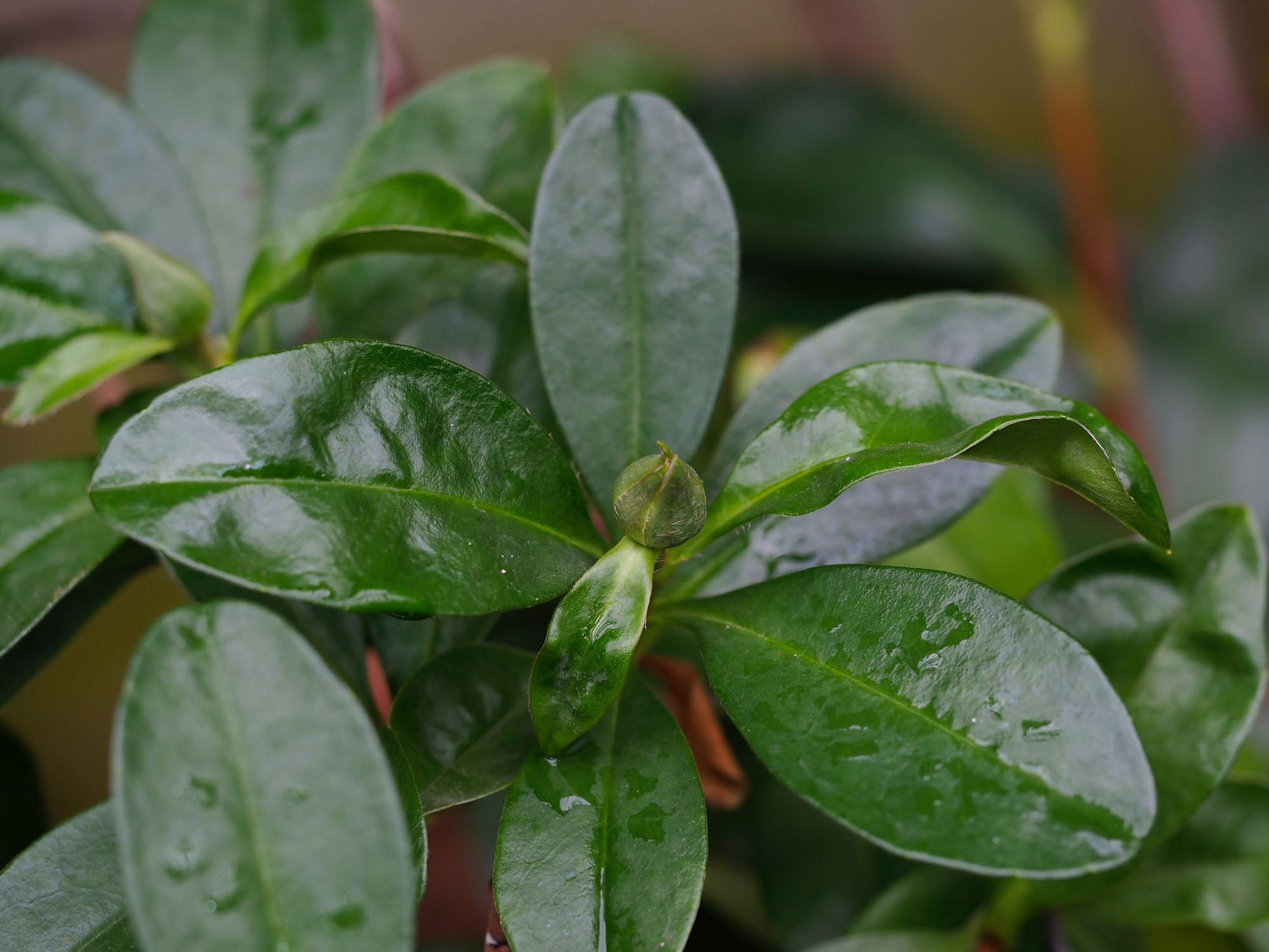 Image of Hibbertia scandens