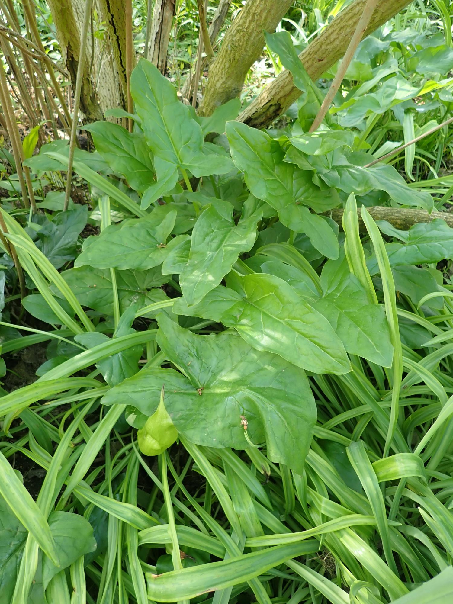 Image of Arum maculatum