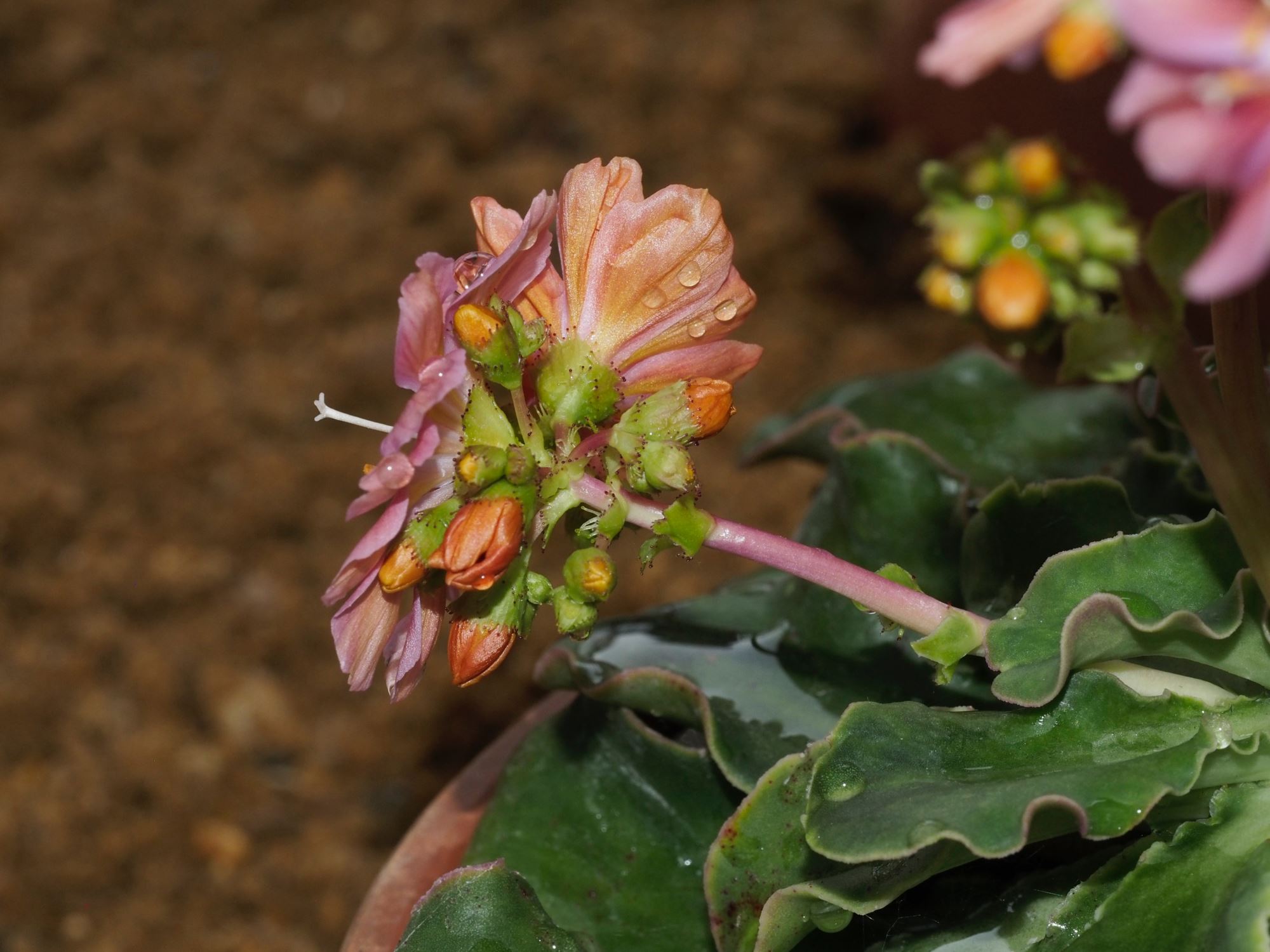 Image of Lewisia cotyledon