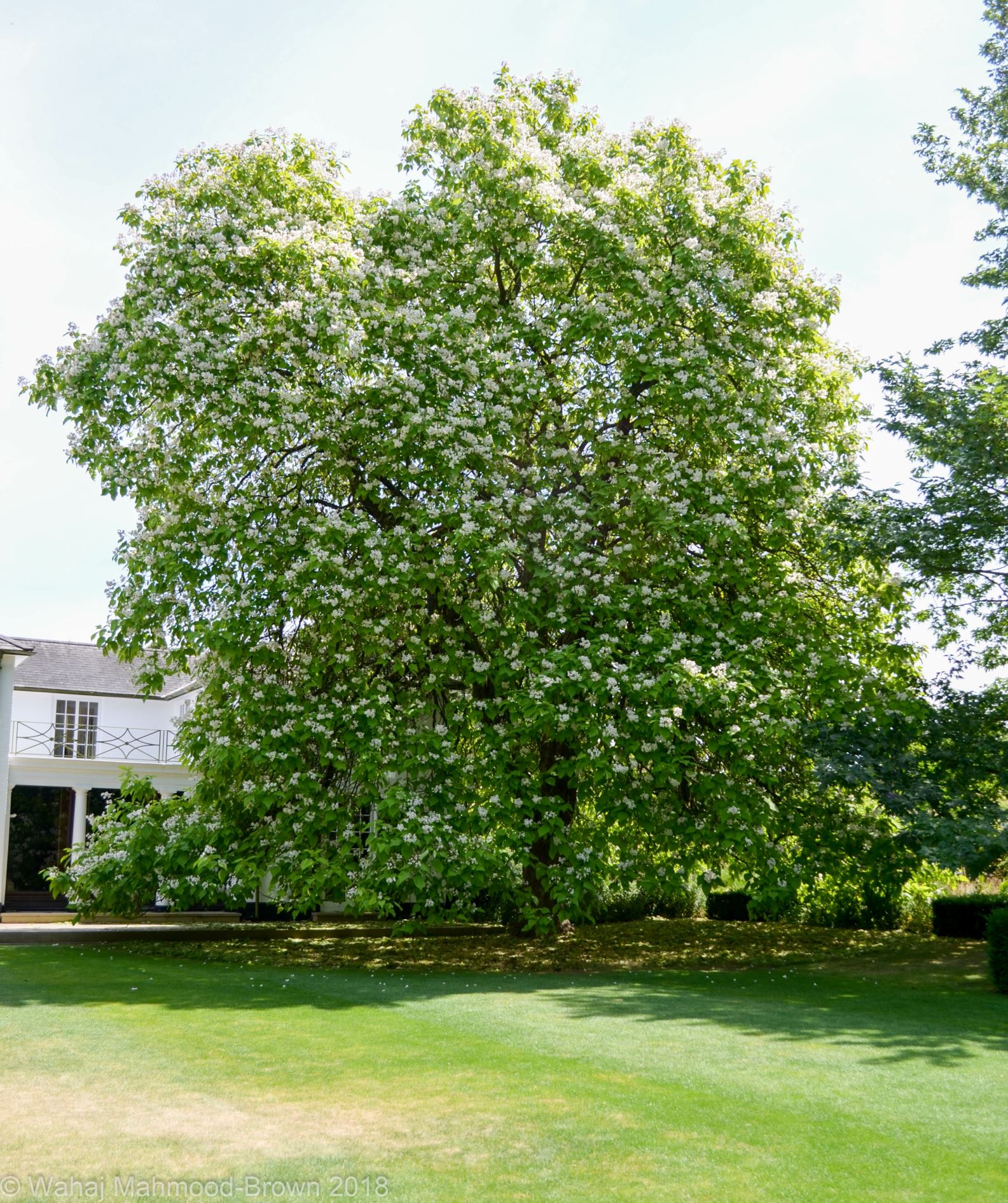 Image of Catalpa speciosa