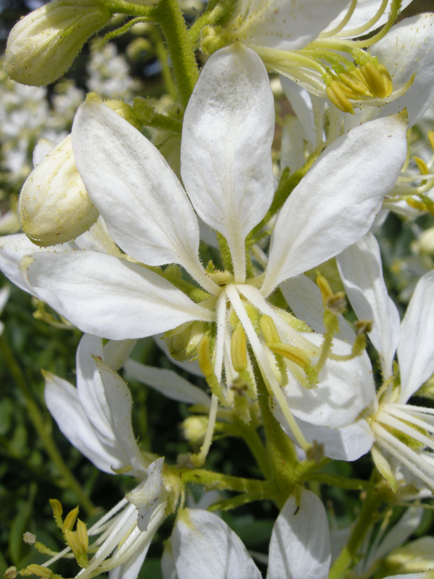 Image of Dictamnus albus