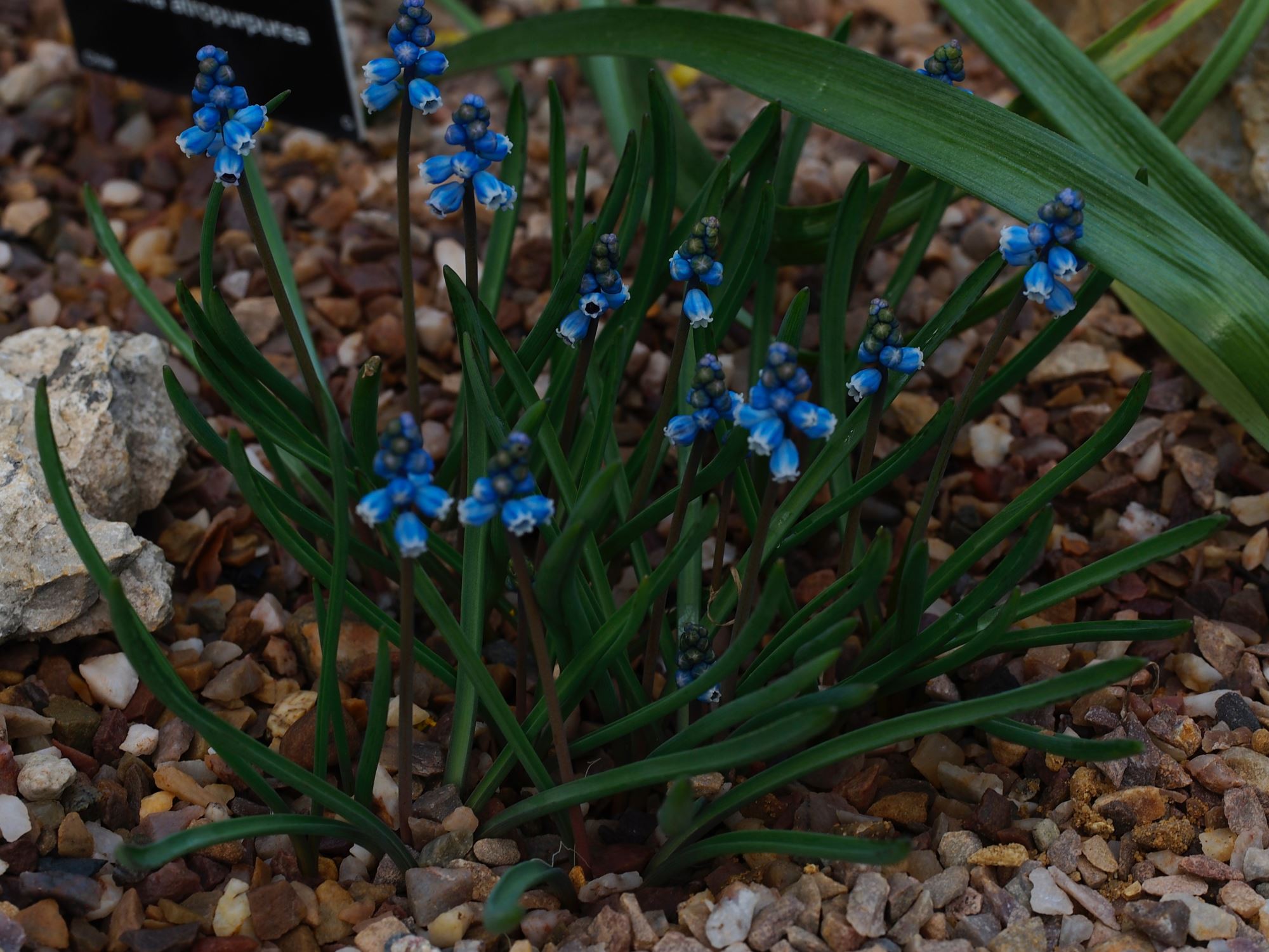 Image of Muscari heldreichii