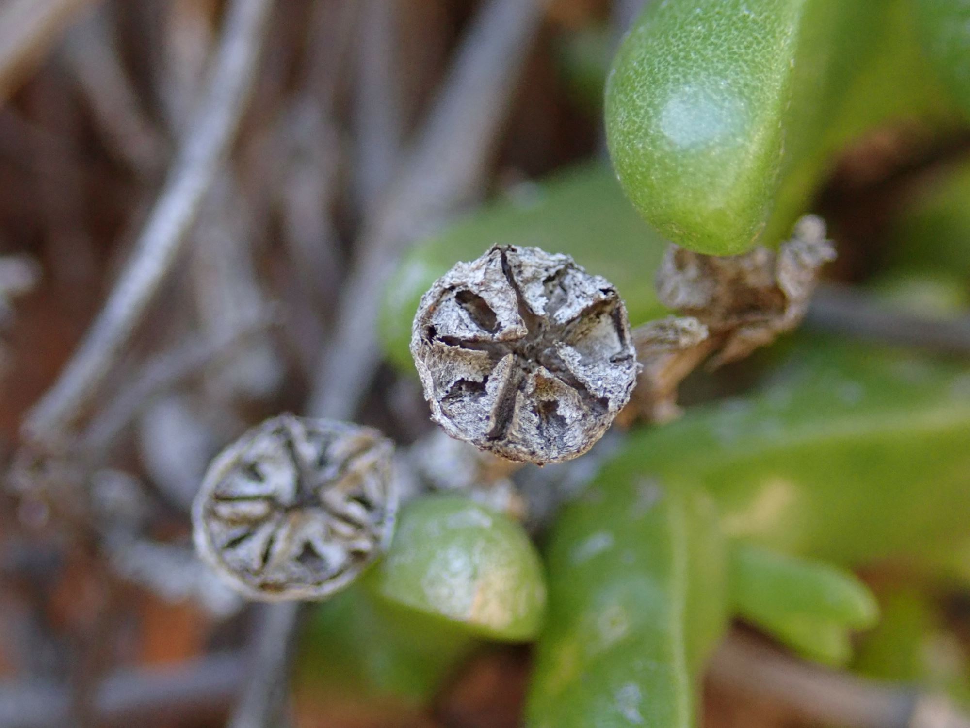 Image of Mitrophyllum dissitum