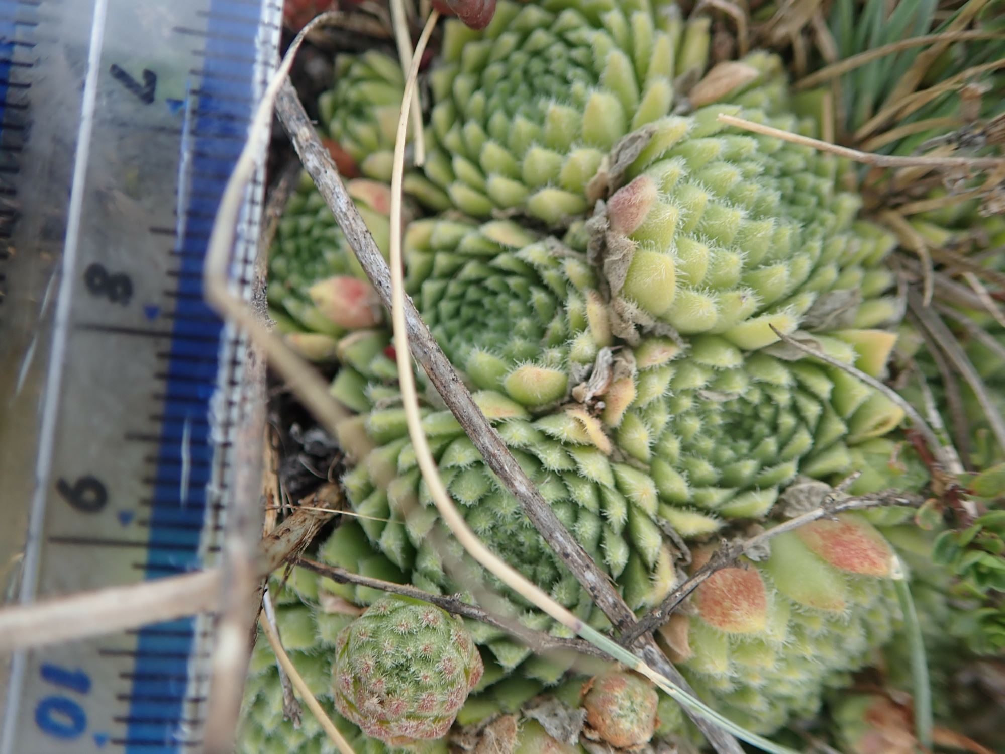 Image of Sempervivum montanum