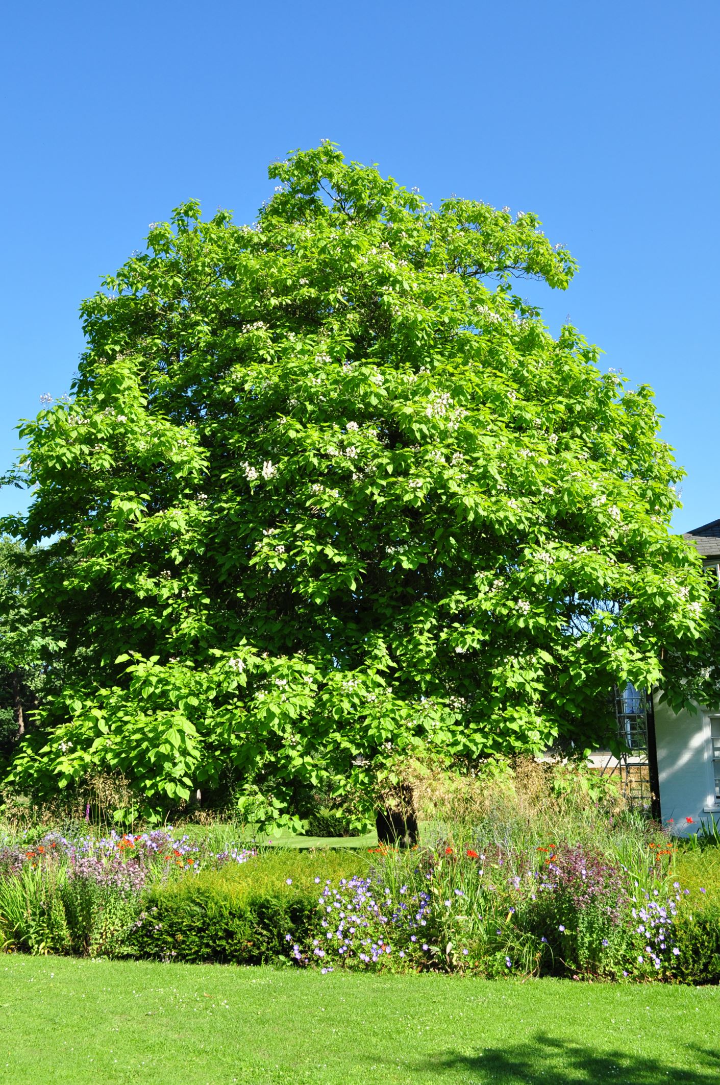 Image of Catalpa speciosa