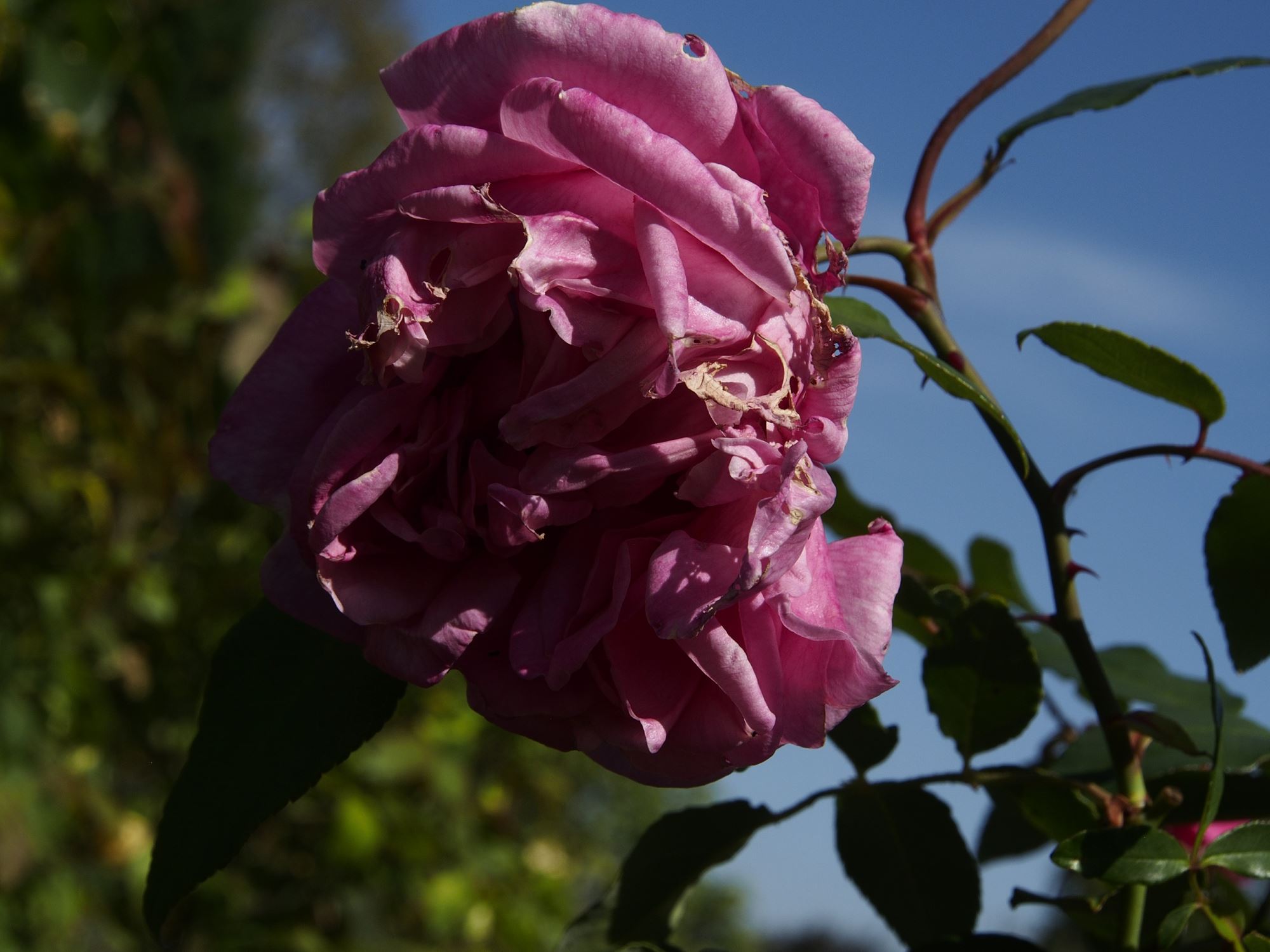 Image of Rosa 'Le Vesuve'