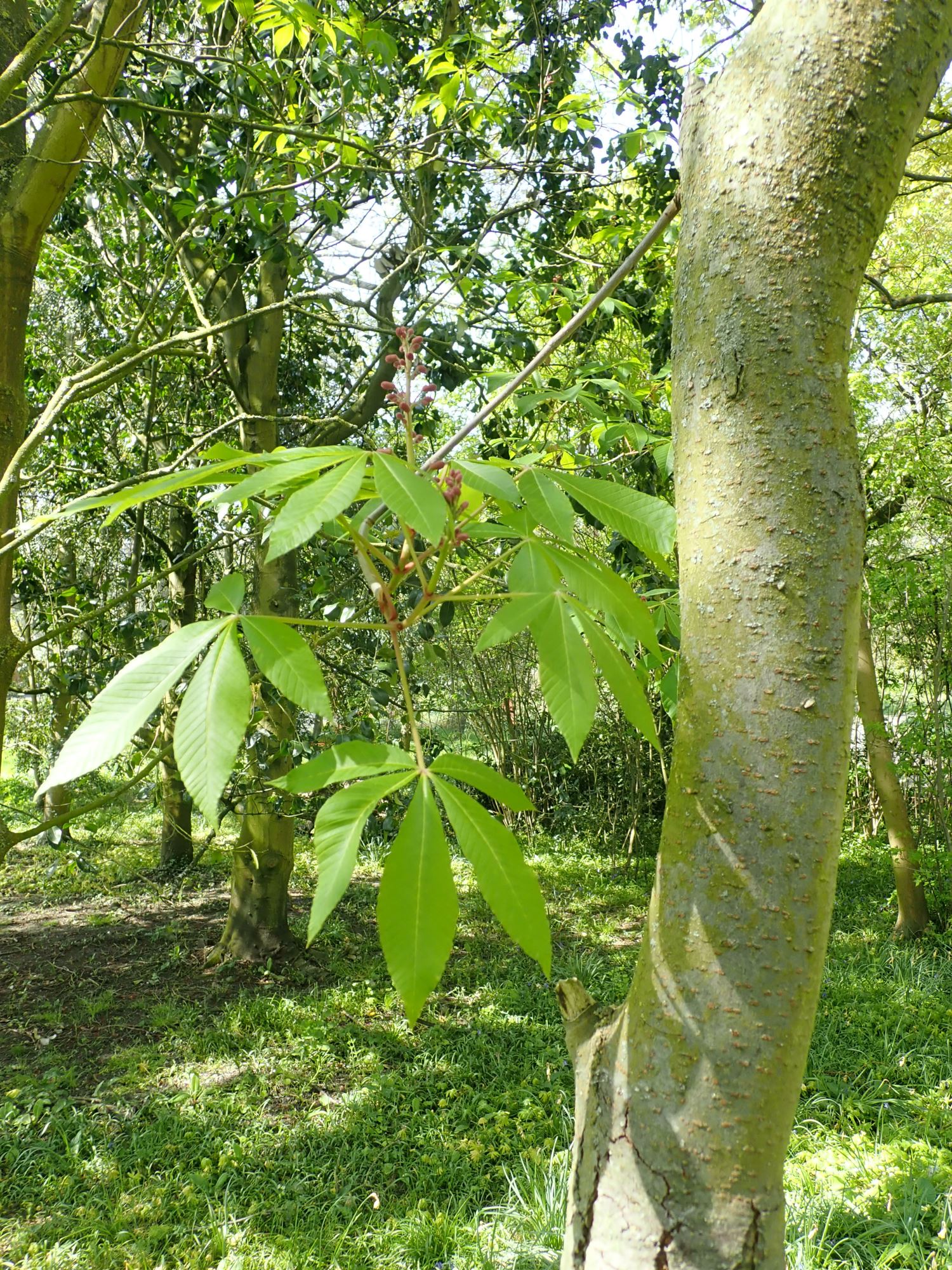 Image of Aesculus pavia