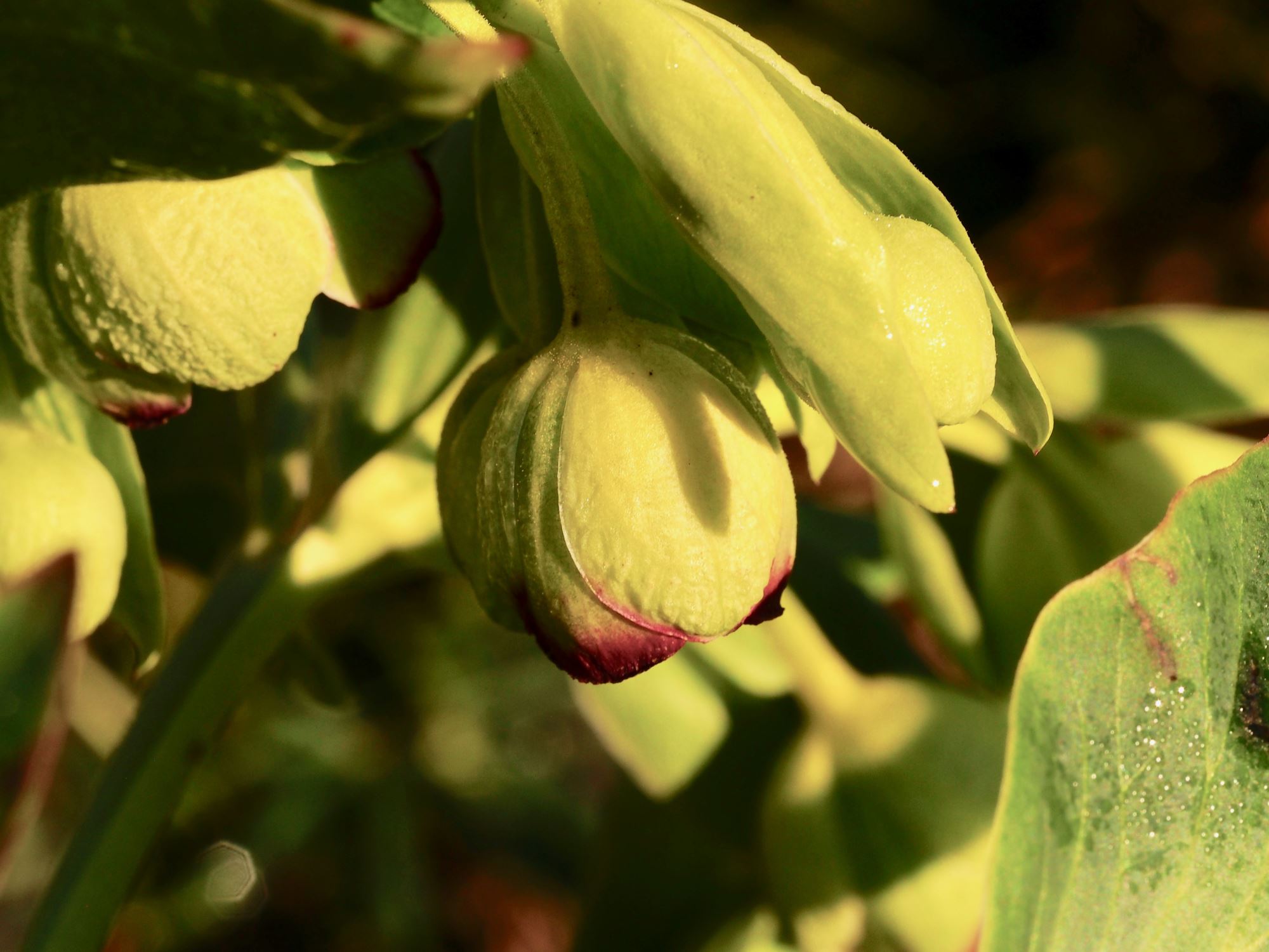 Image of Helleborus foetidus