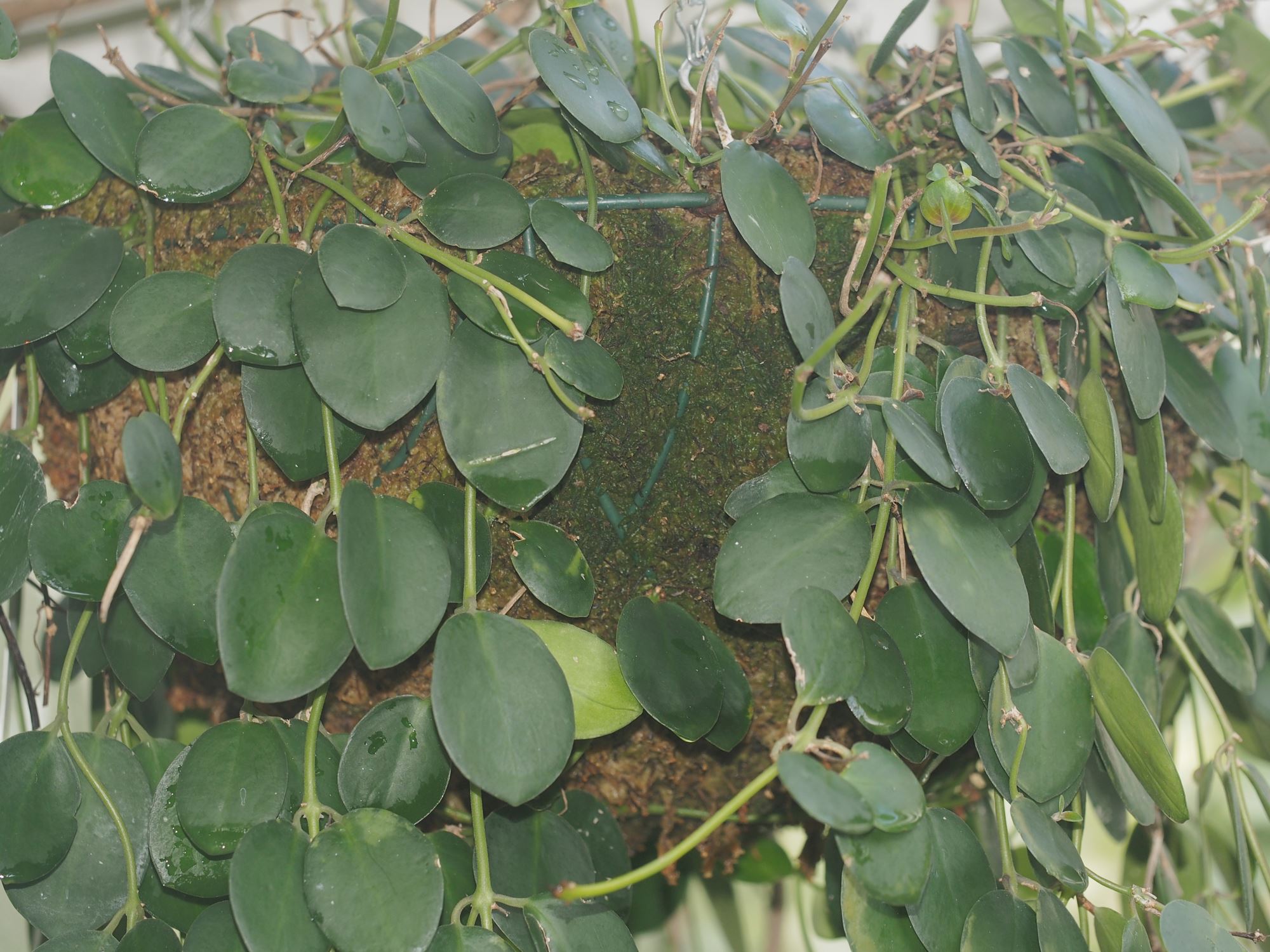 Image of Aeschynanthus praelongus