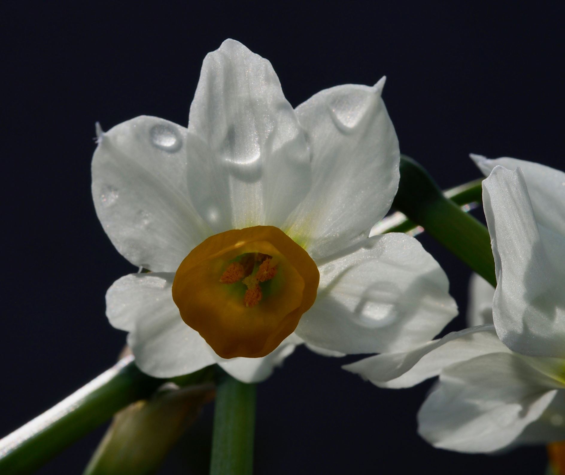 Image of Narcissus tazetta 'Canaliculatus'