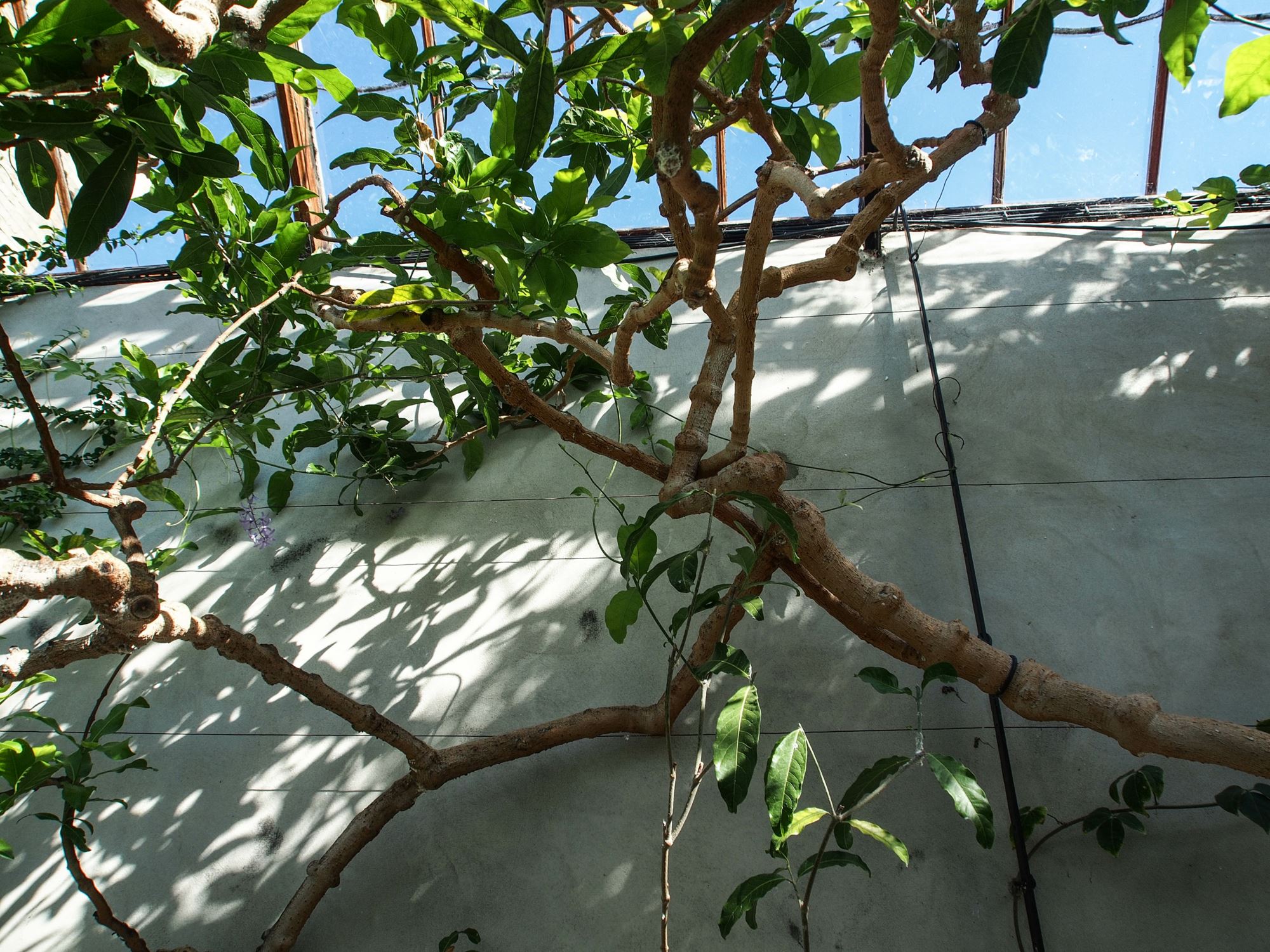 Image of Petrea volubilis