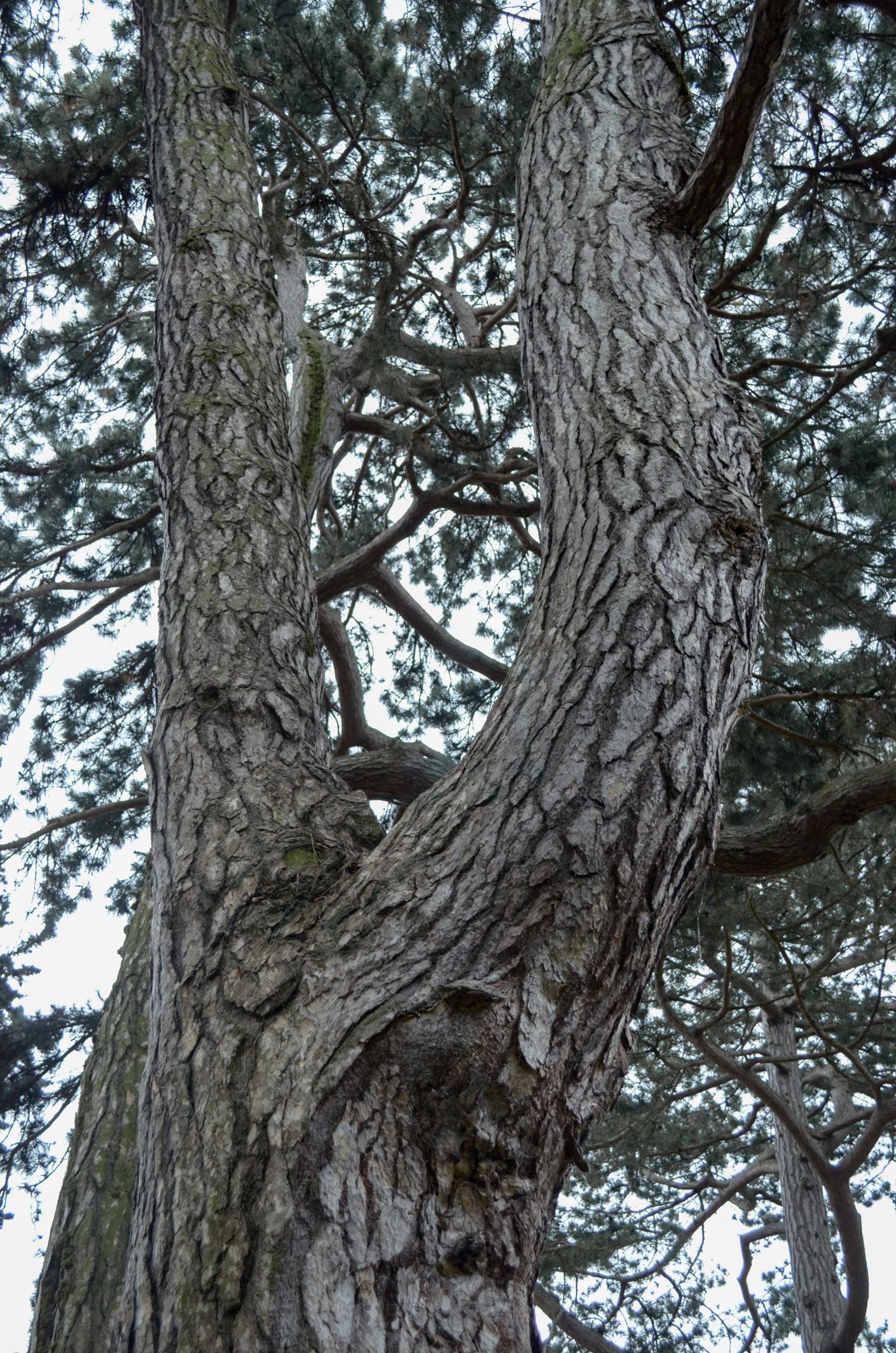 Image of Pinus nigra subsp. pallasiana