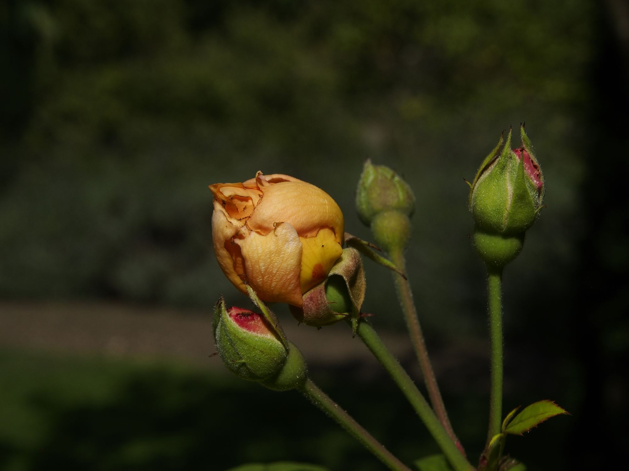 Image of Rosa 'Buff Beauty'