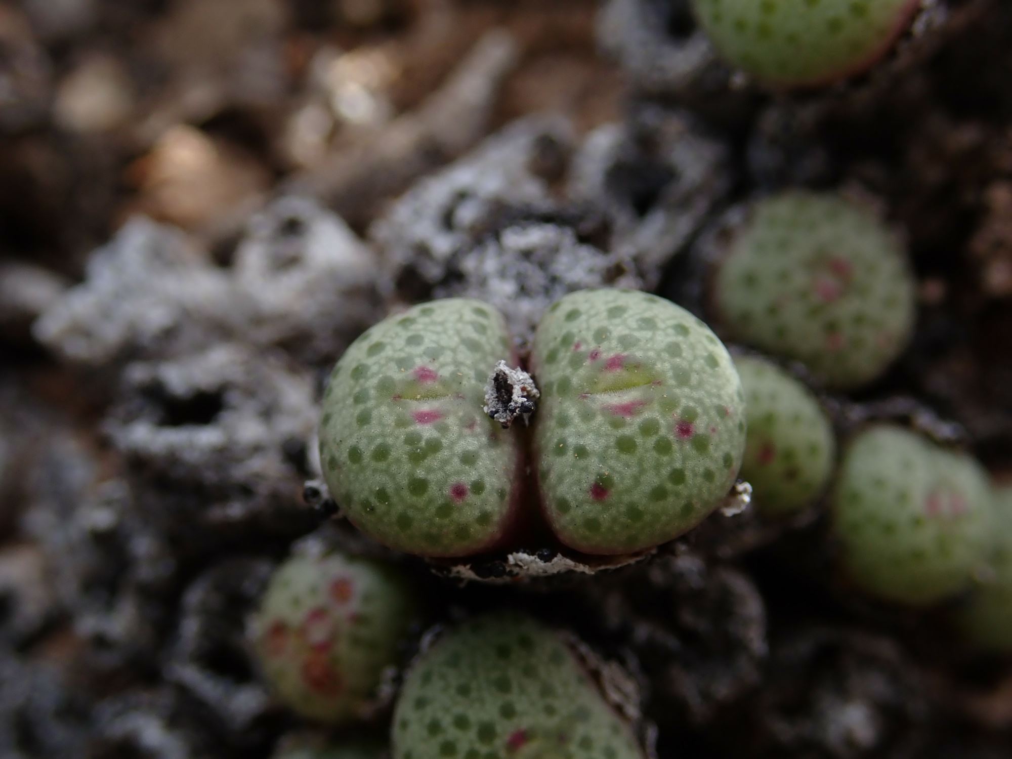 Image of Conophytum sp.