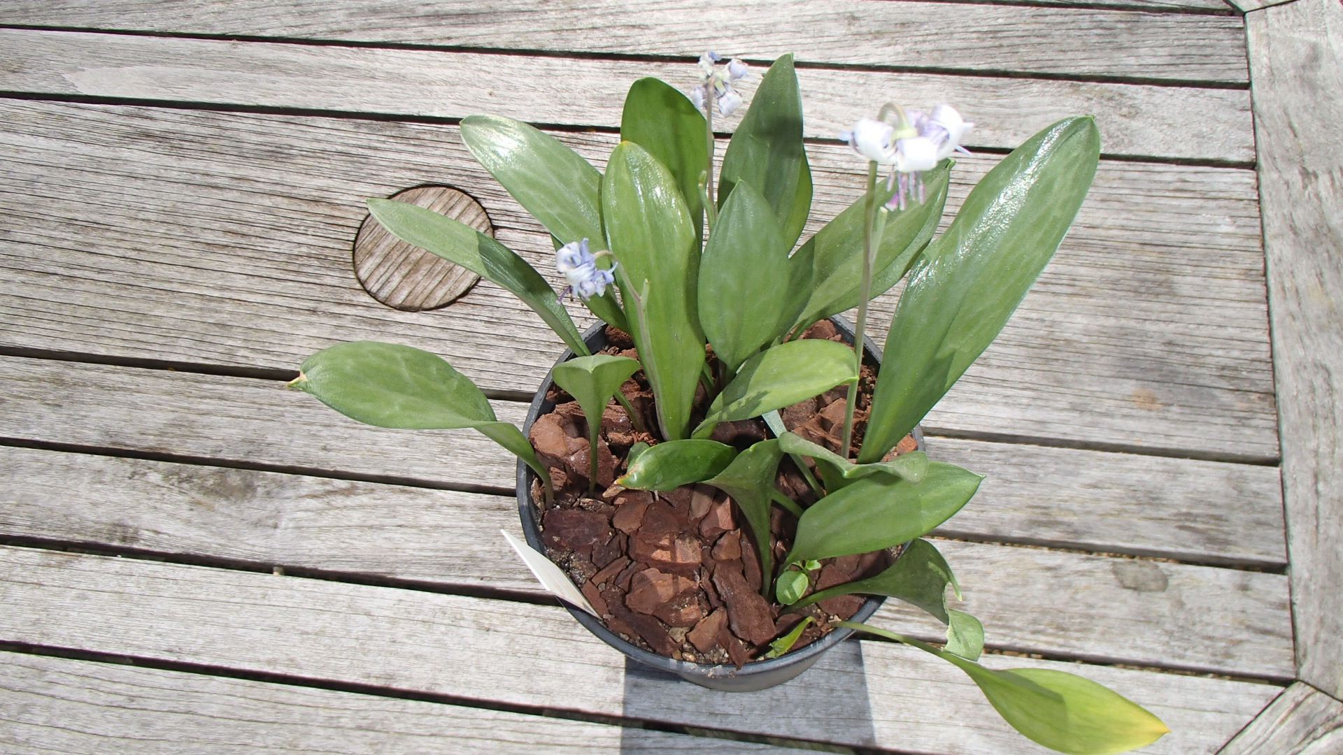 Image of Erythronium hendersonii