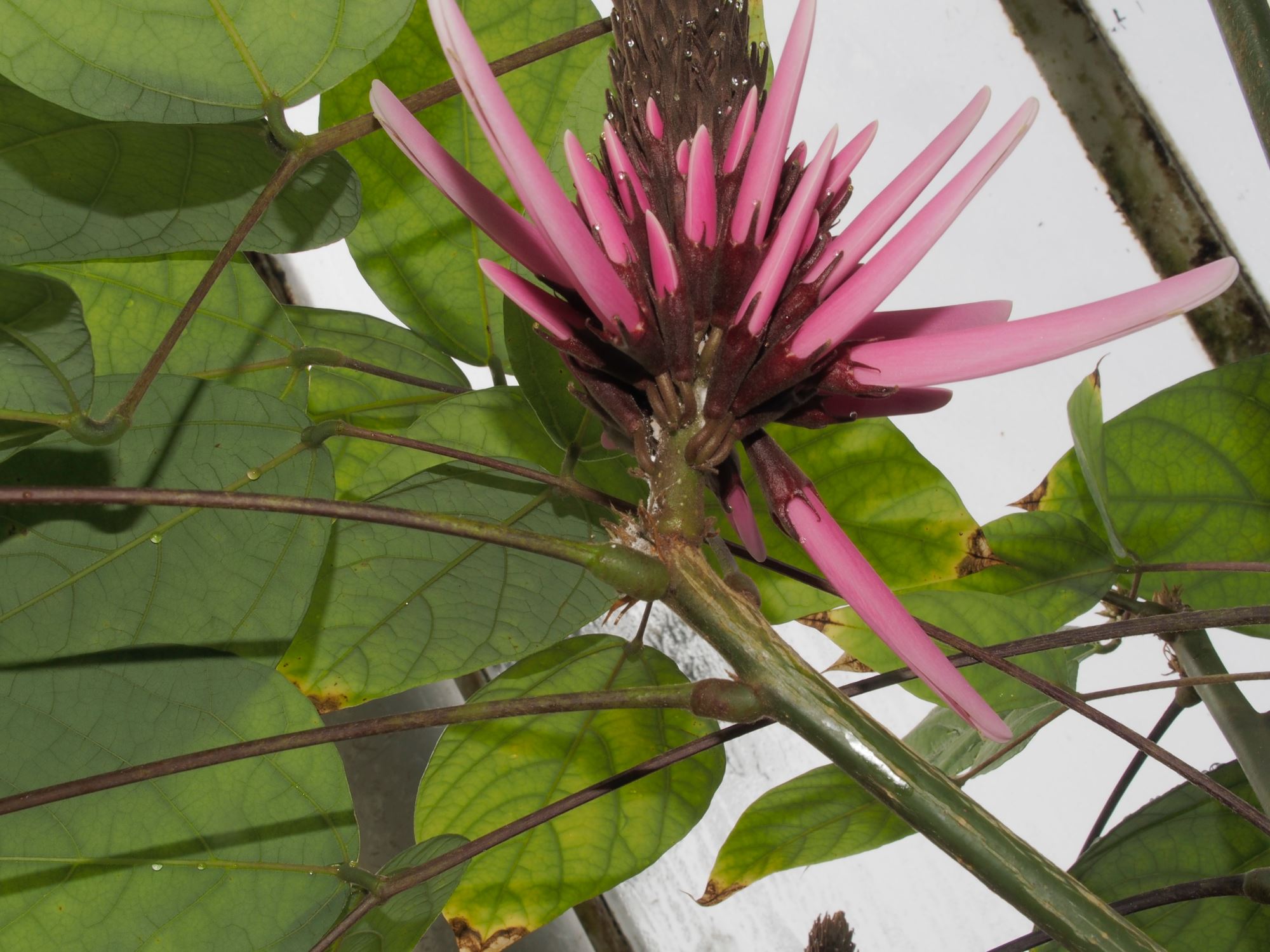 Image of Erythrina americana