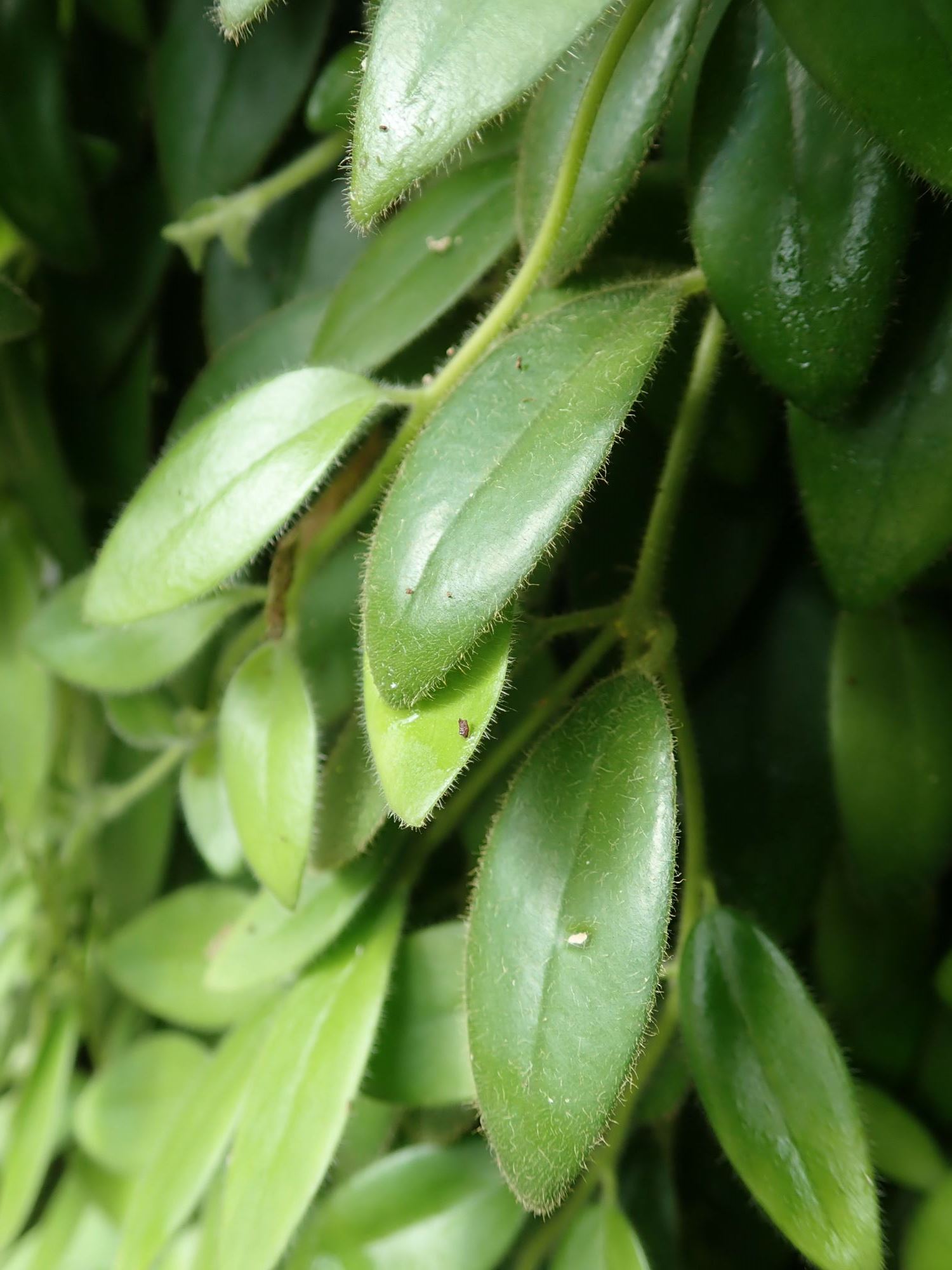 Image of Aeschynanthus radicans
