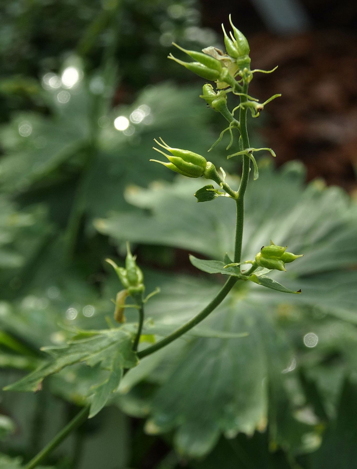 Image of Aconitum anthora subsp. anthora