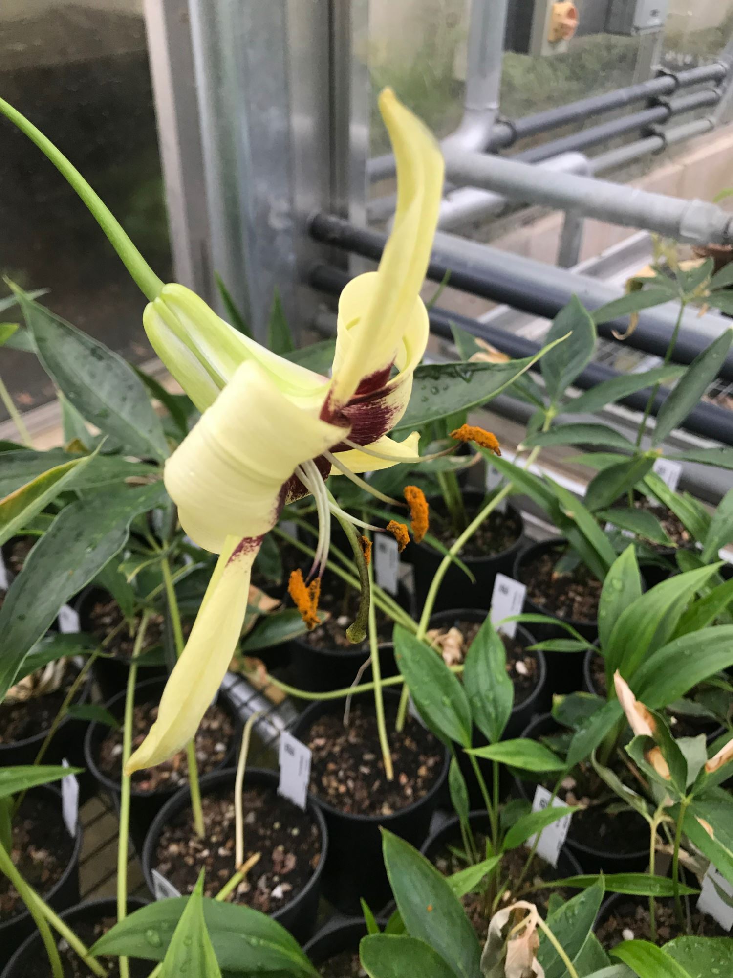 Image of Lilium poilanei