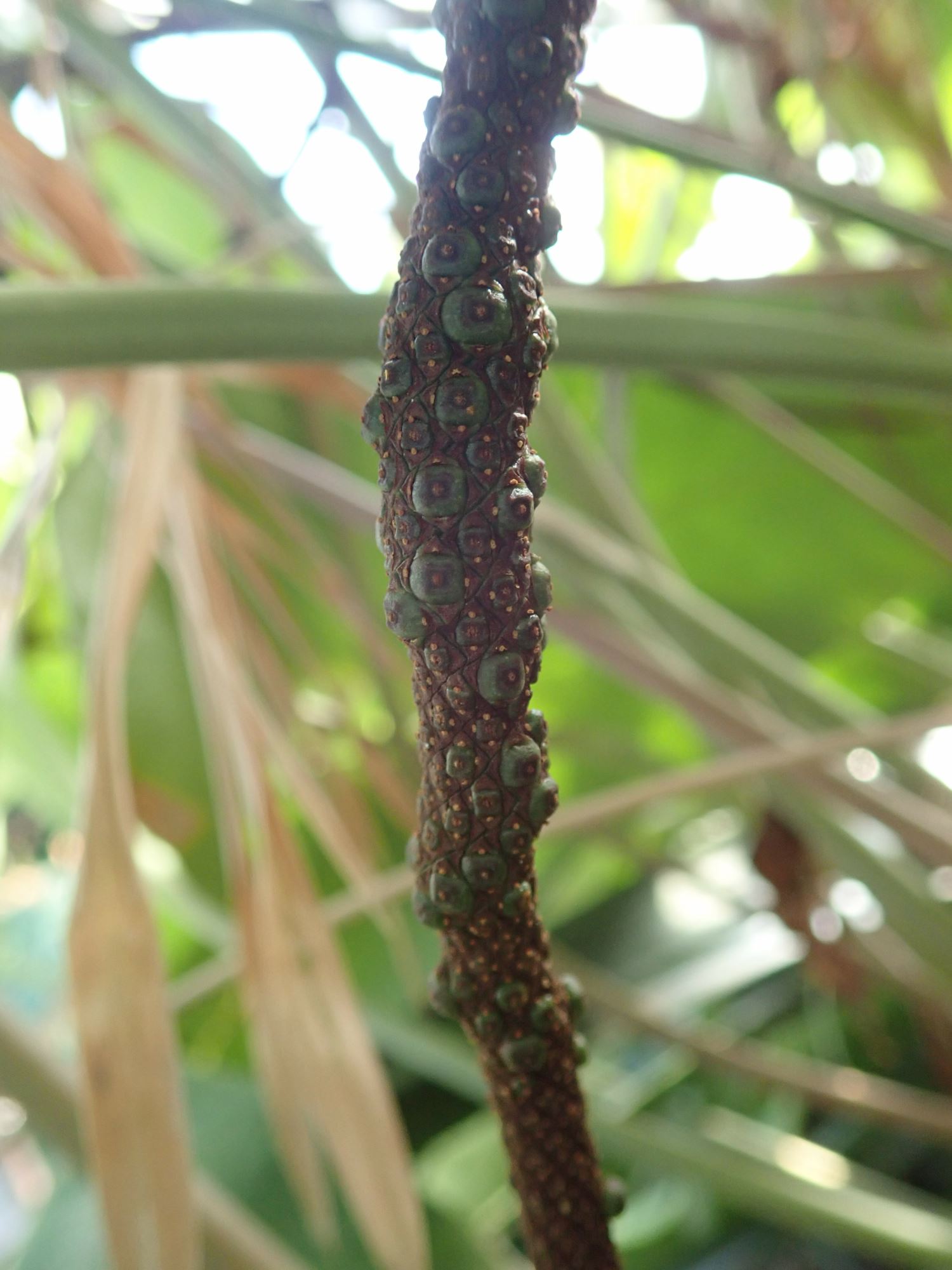 Image of Anthurium verapazense
