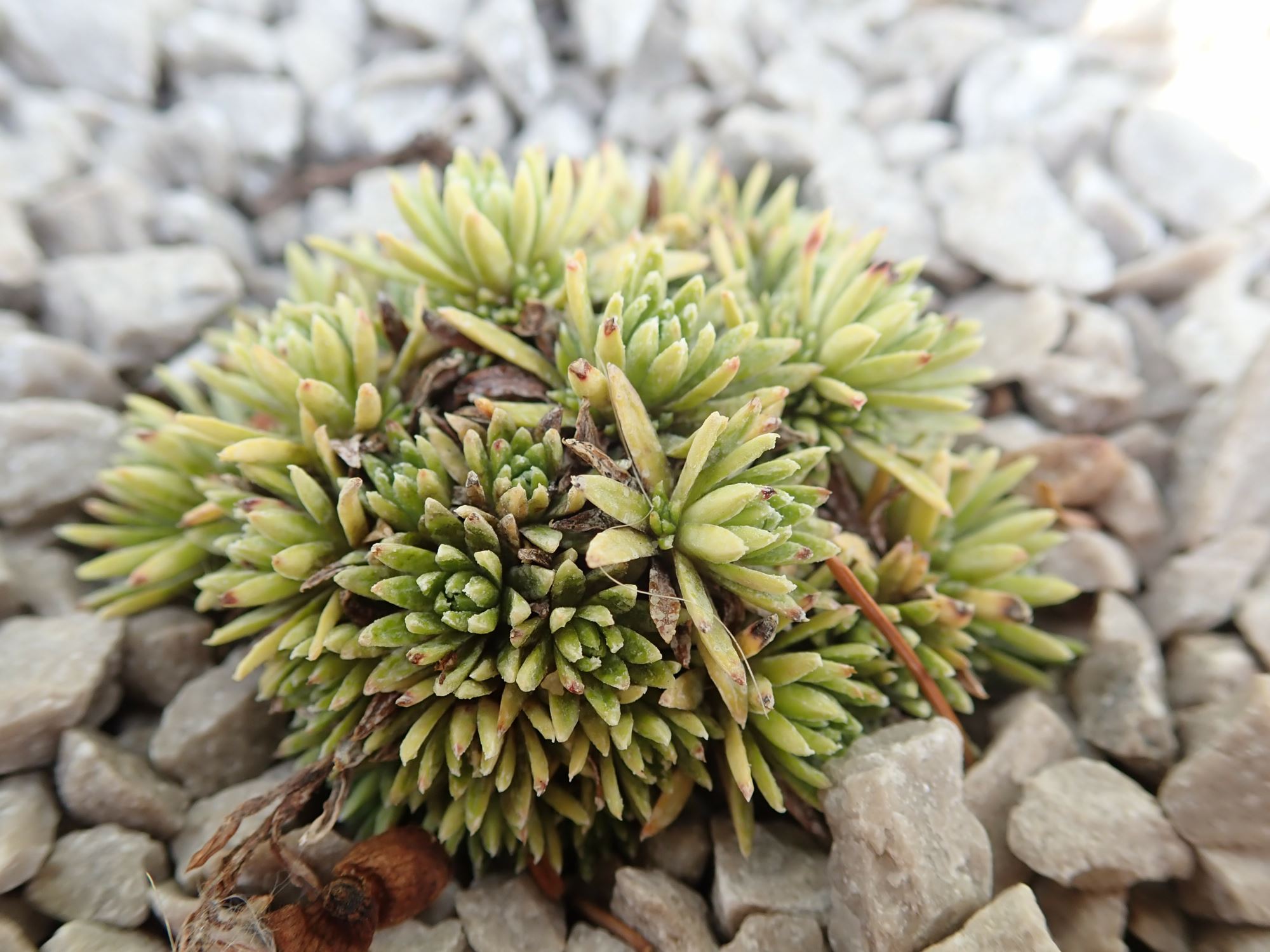 Image of Saxifraga ferdinandi-coburgi var. rhodopea