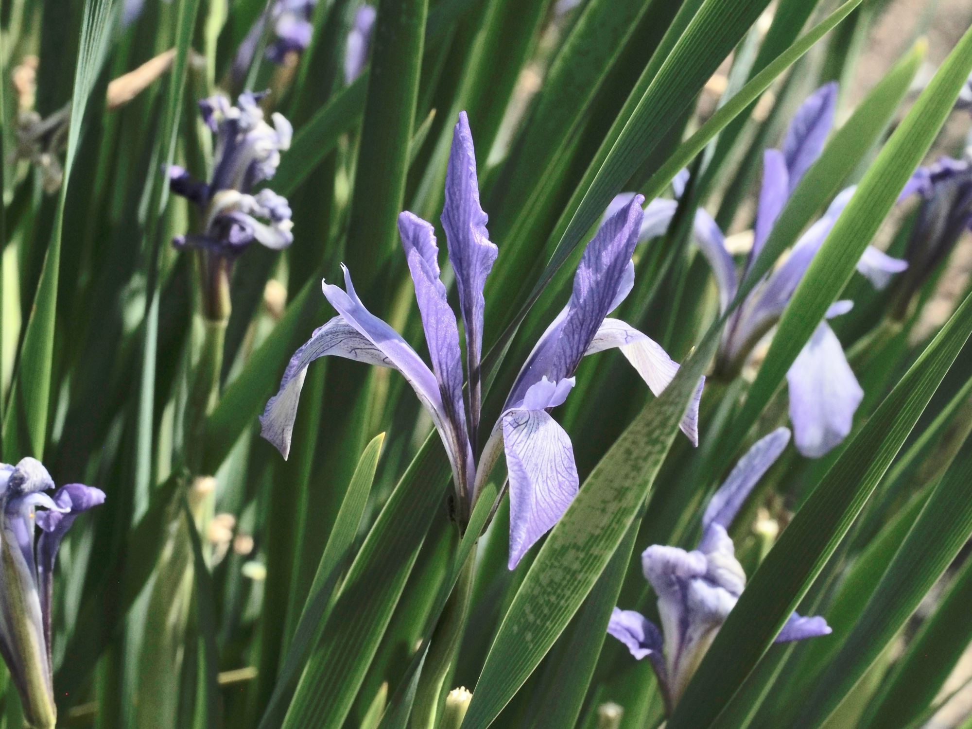 Image of Iris foetidissima