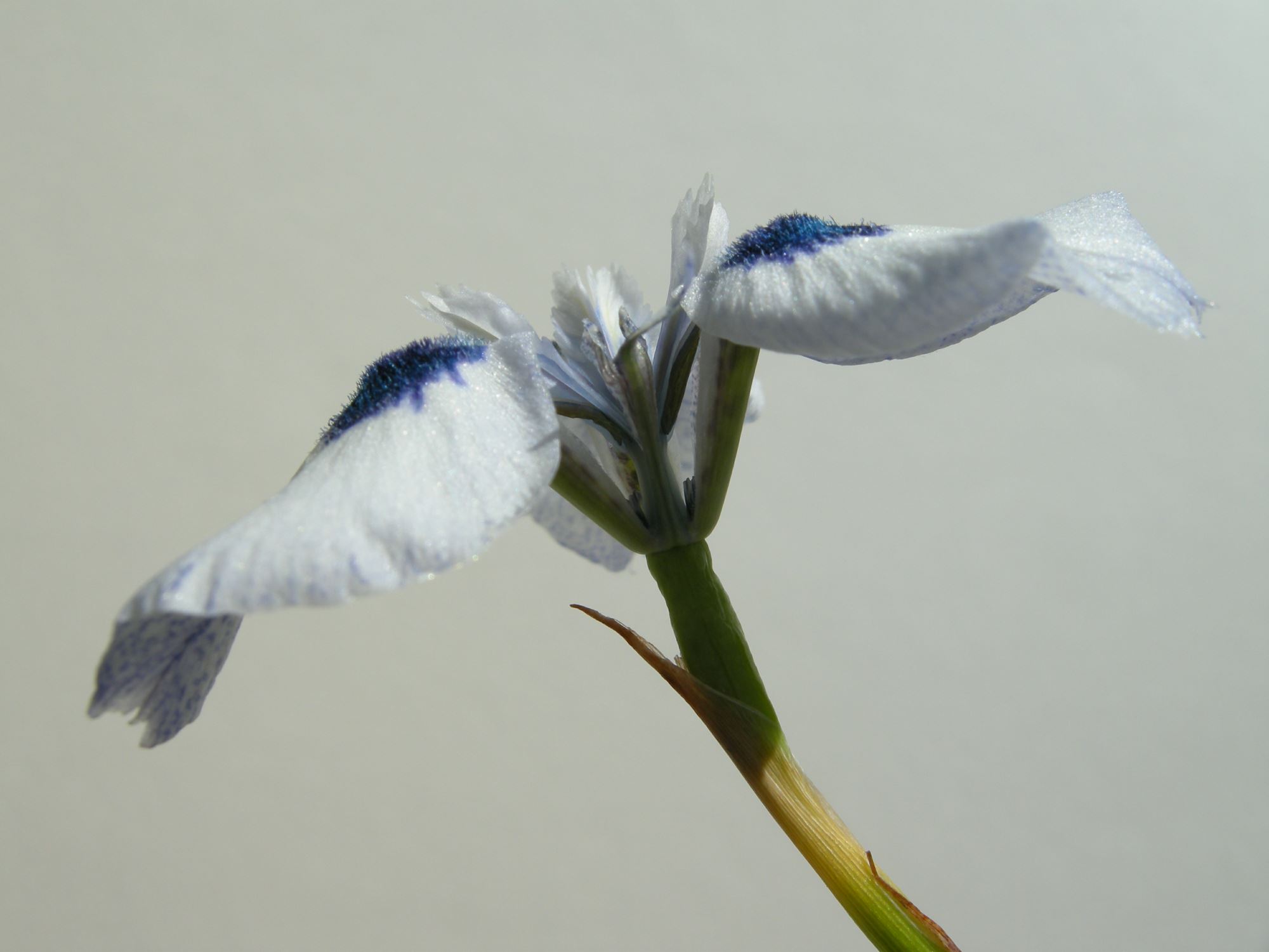 Image of Moraea aristata