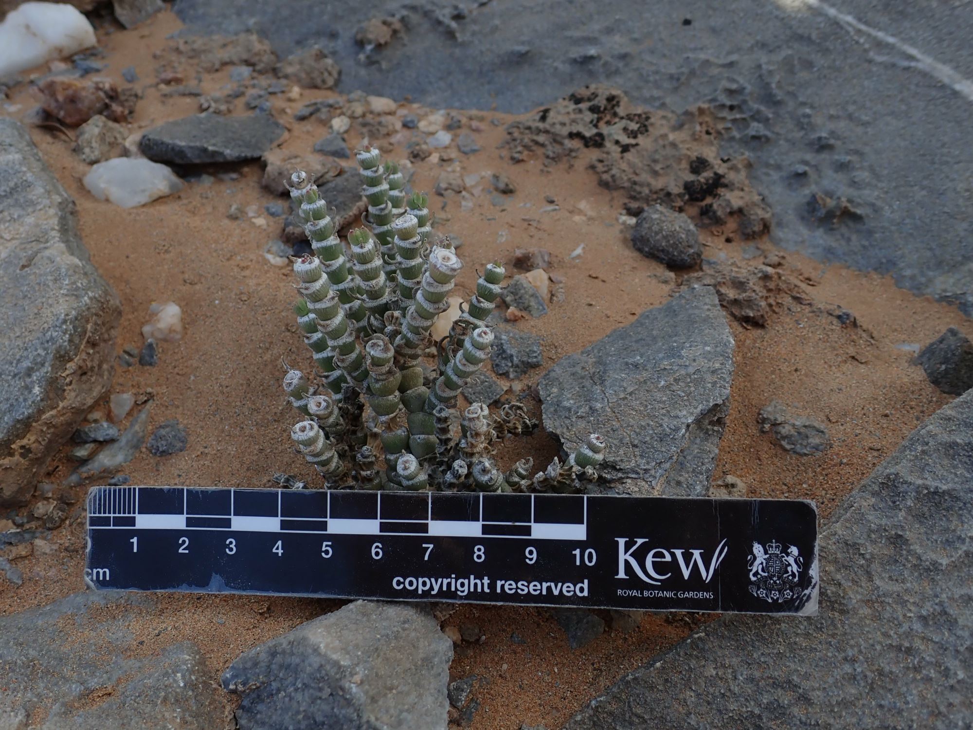 Image of Mesembryanthemum tomentosum