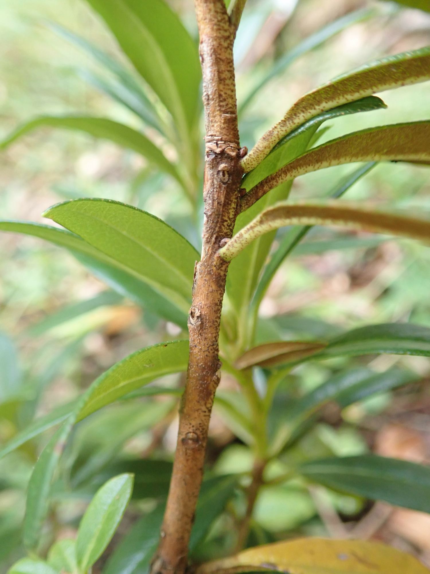 Image of Rhododendron ferrugineum
