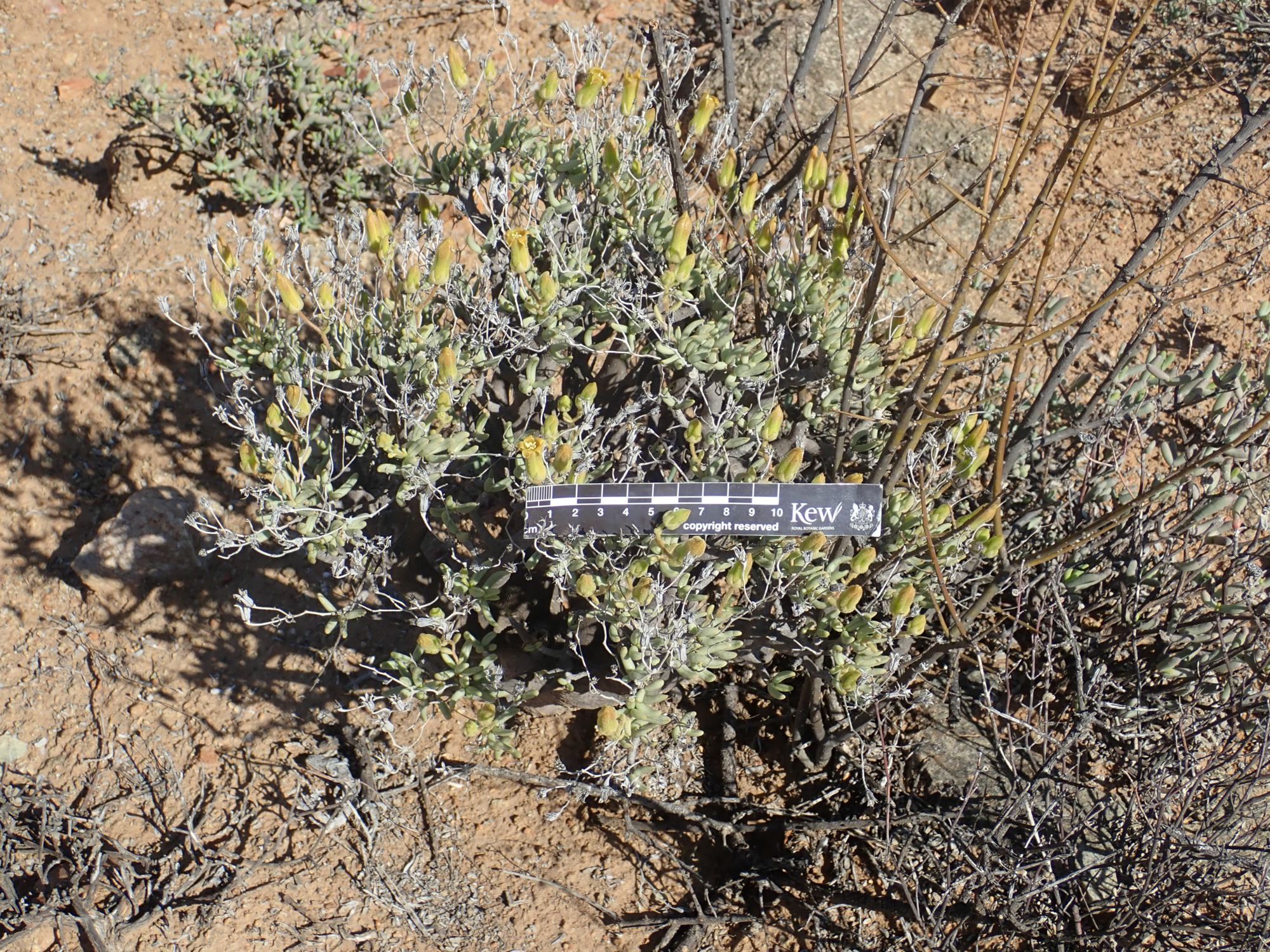 Image of Tylecodon hallii