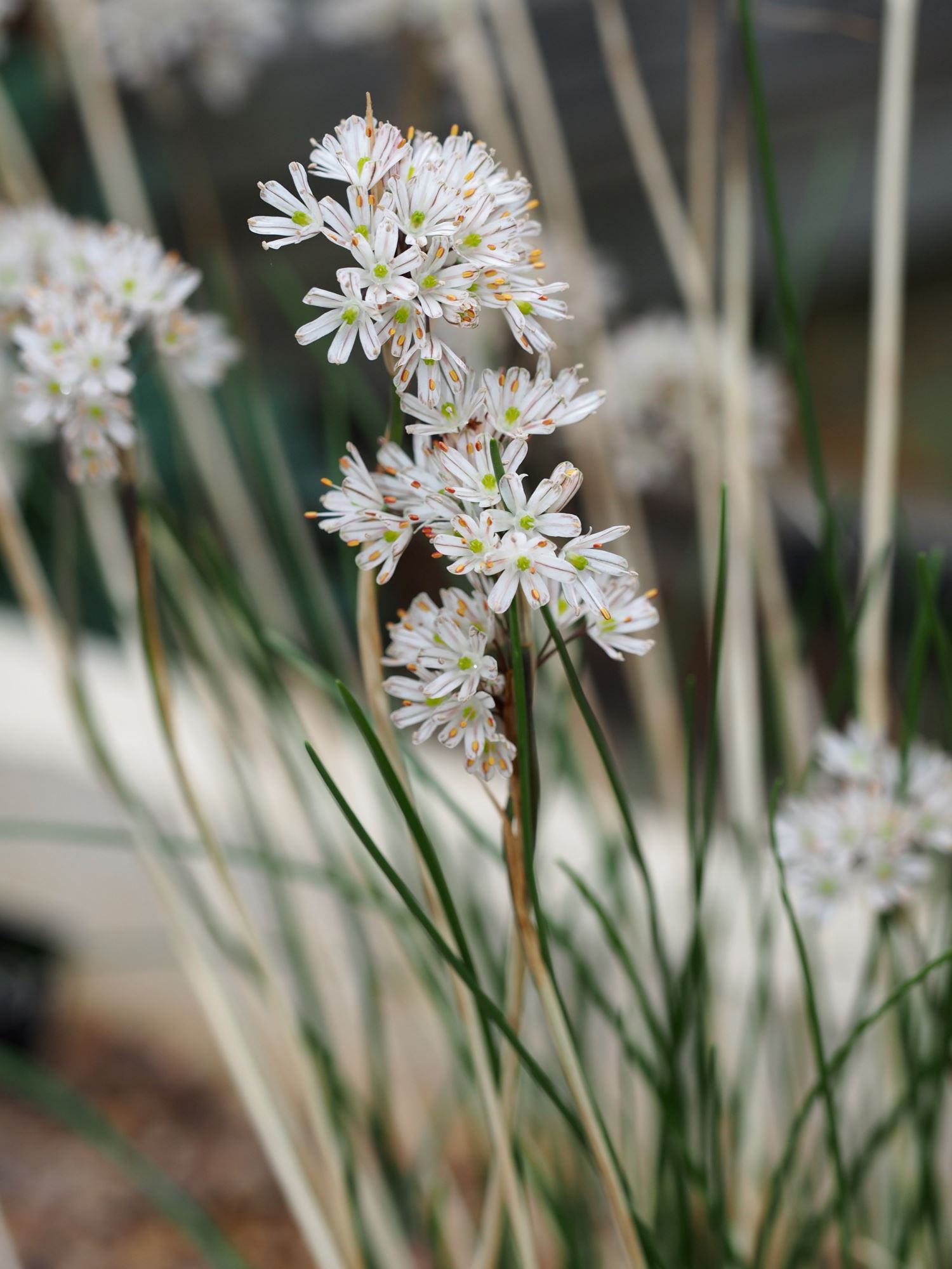 Image of Allium callimischon