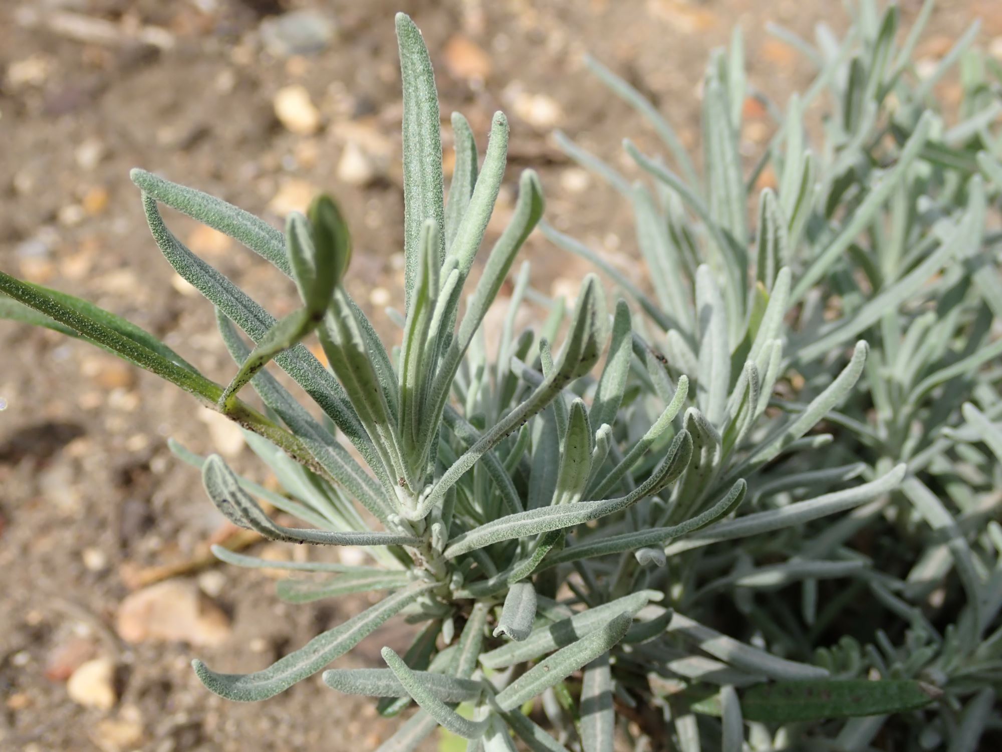 Image of Lavandula angustifolia subsp. angustifolia 'Folgate'