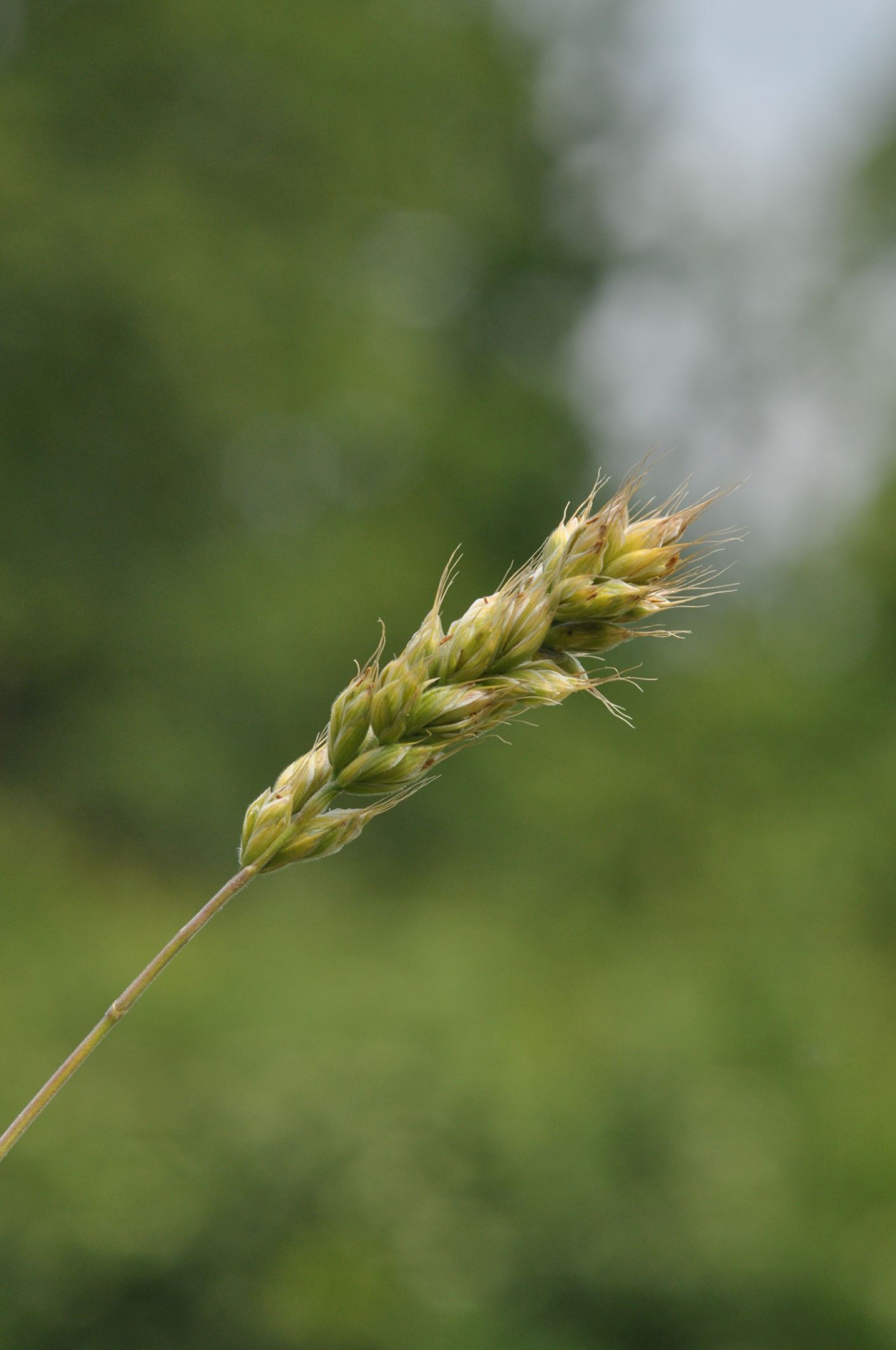 Image of Bromus interruptus