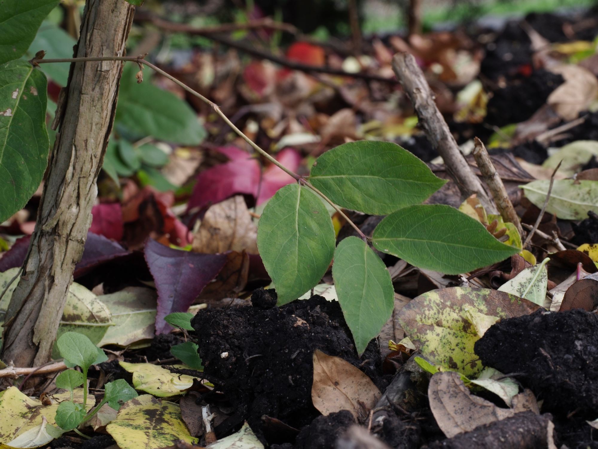 Image of Lonicera Ã— purpusii