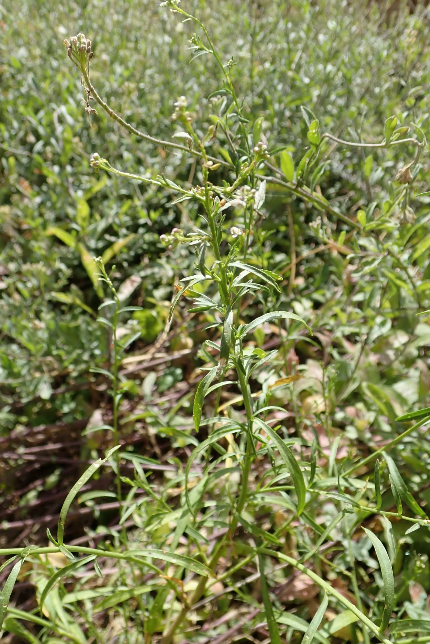 Image of Lepidium graminifolium