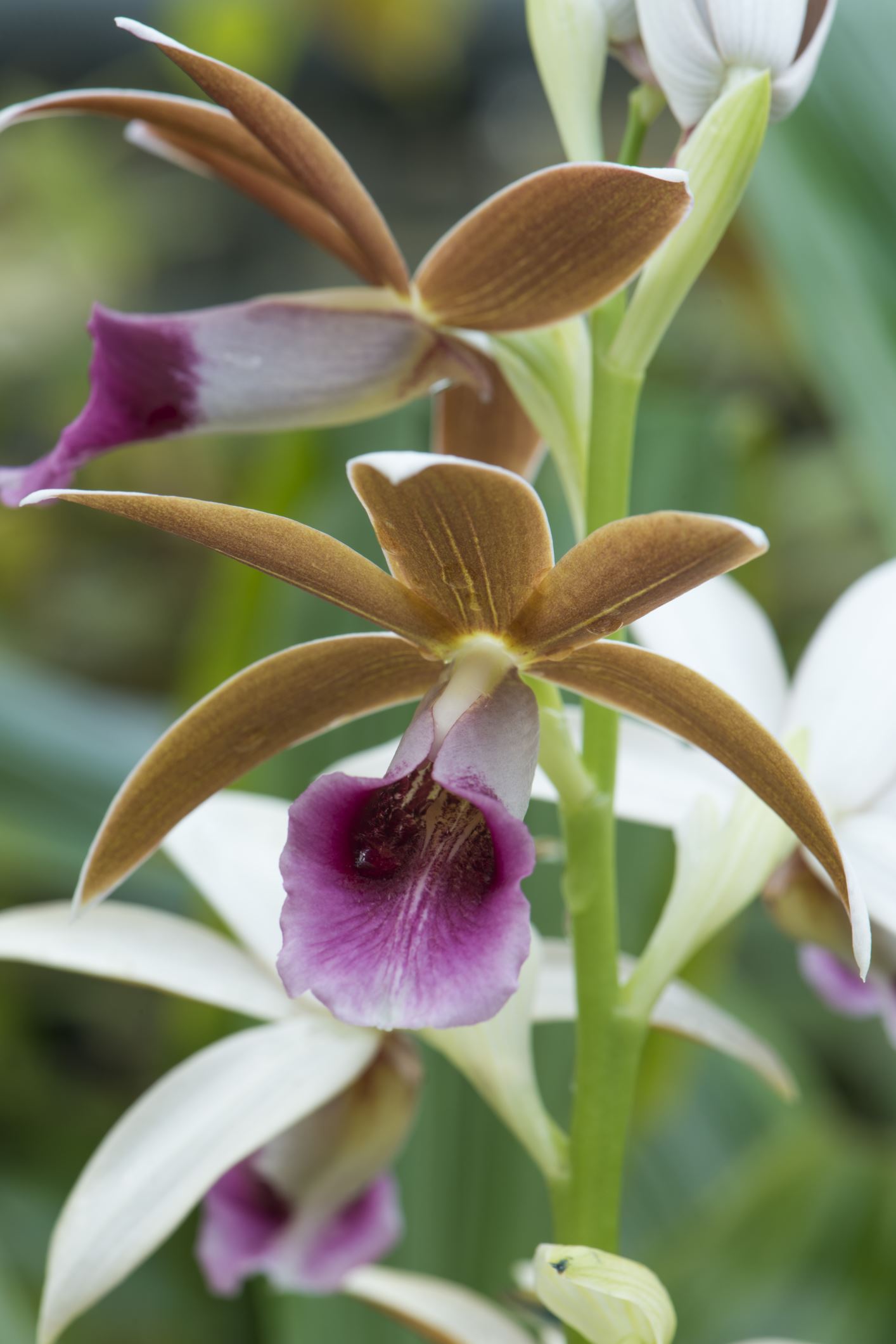 Image of Phaius tankervilleae