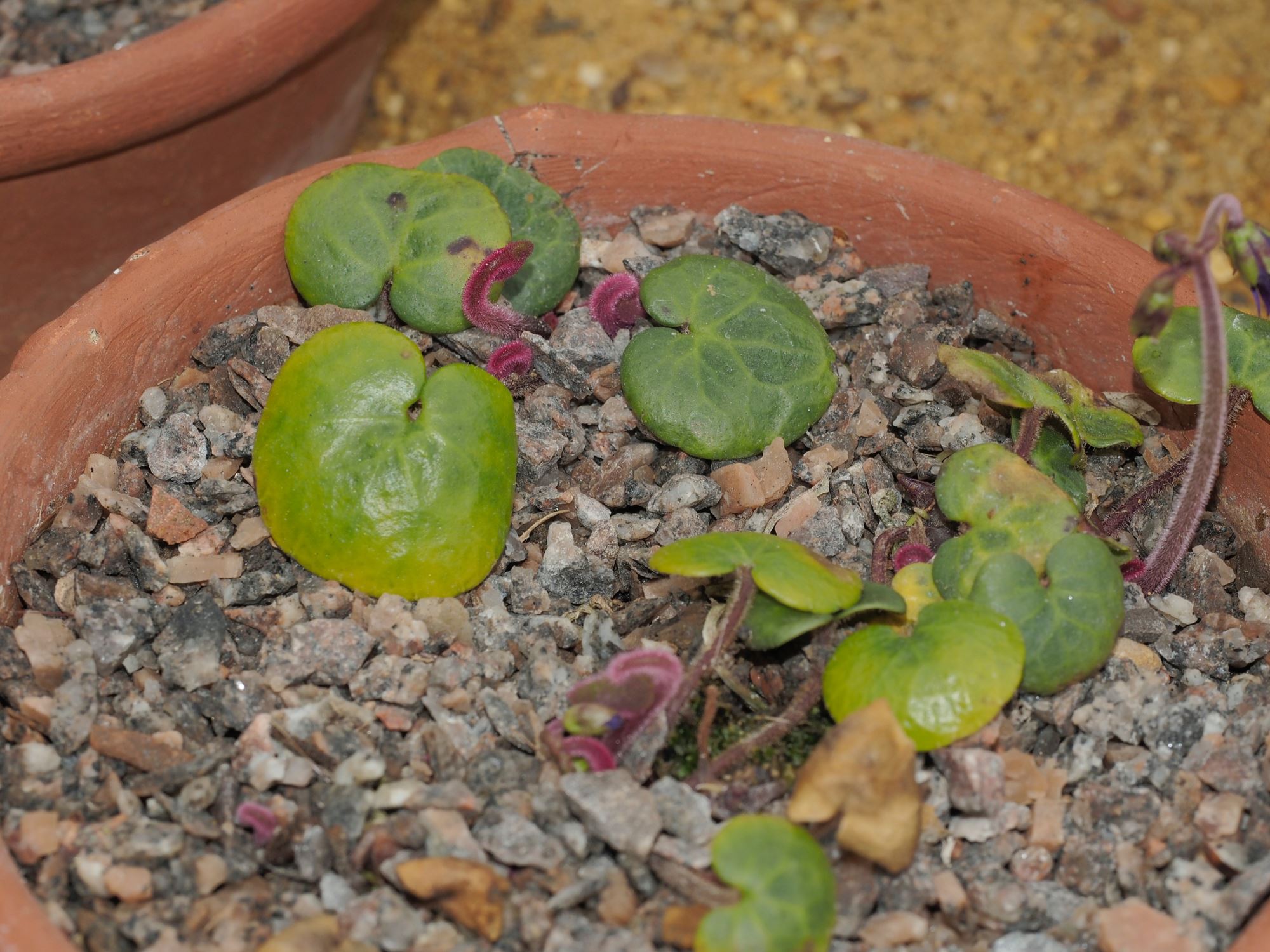 Image of Soldanella villosa