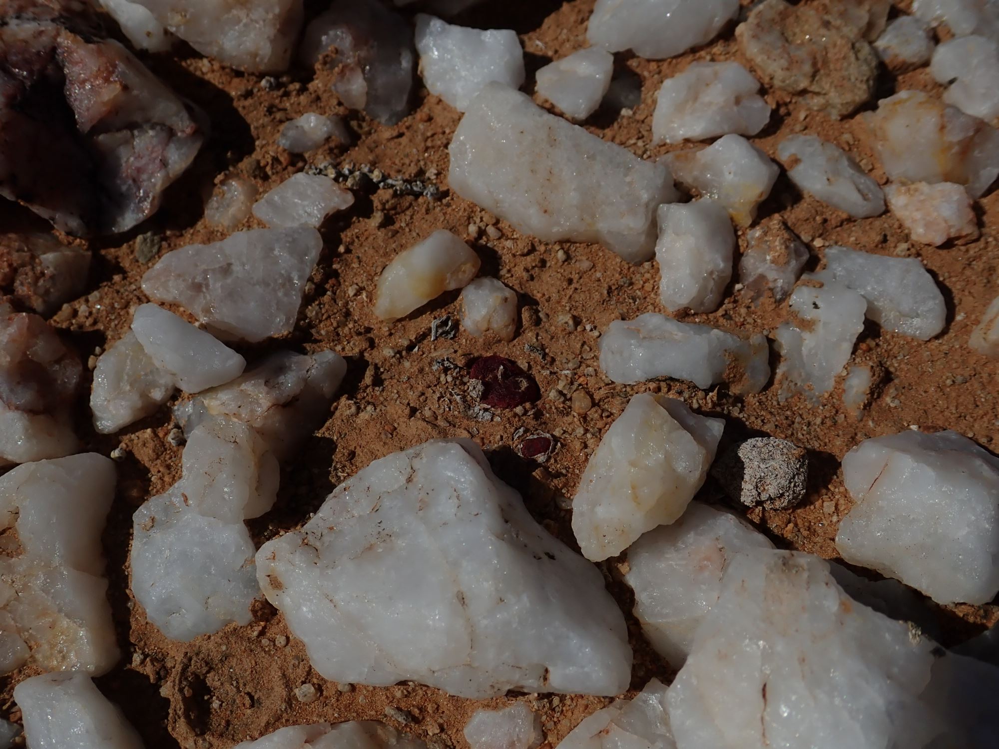 Image of Conophytum maughanii